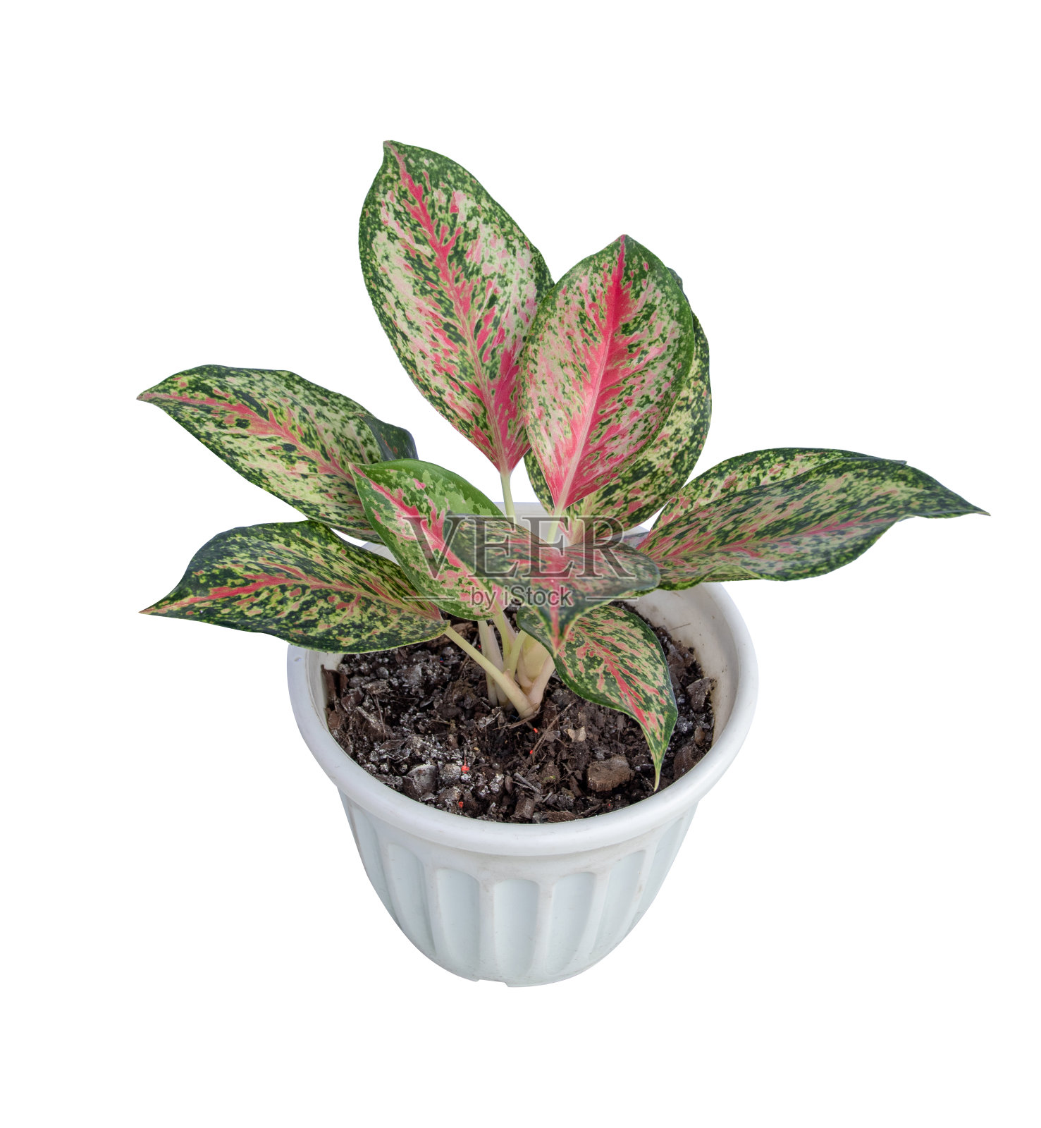 装饰房间的树照片摄影图片