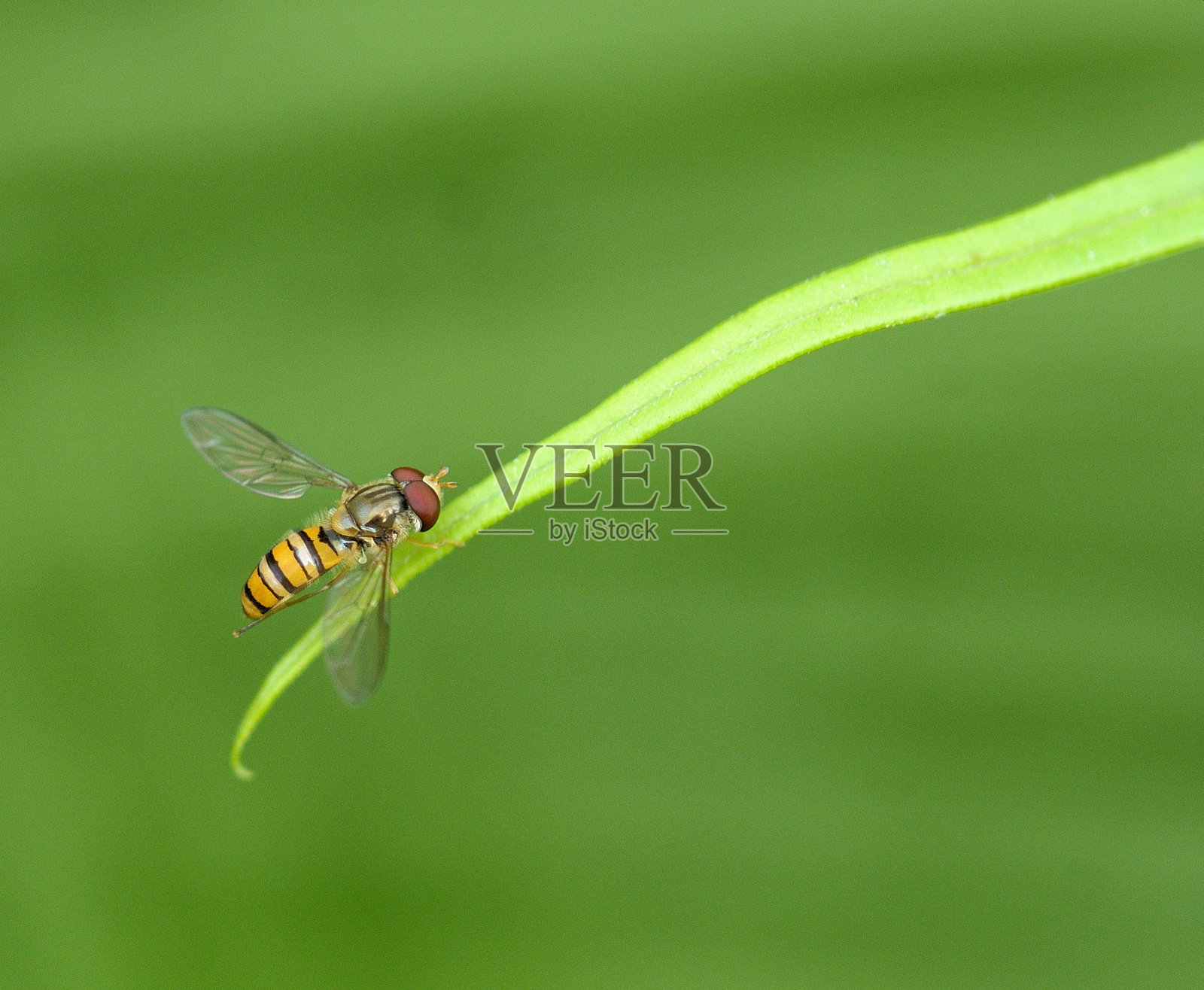 黄蜂照片摄影图片