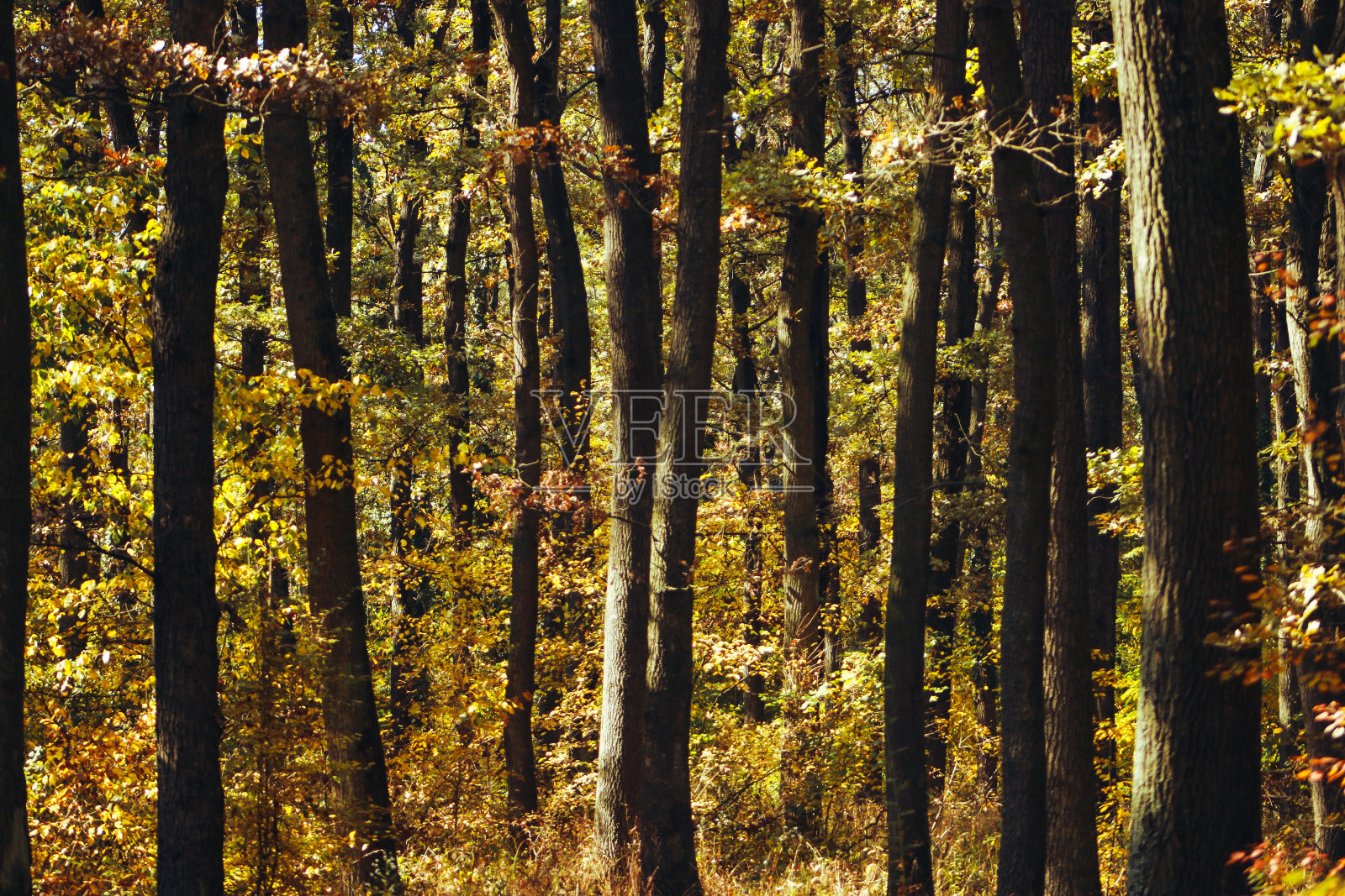 秋天的森林氛围照片摄影图片