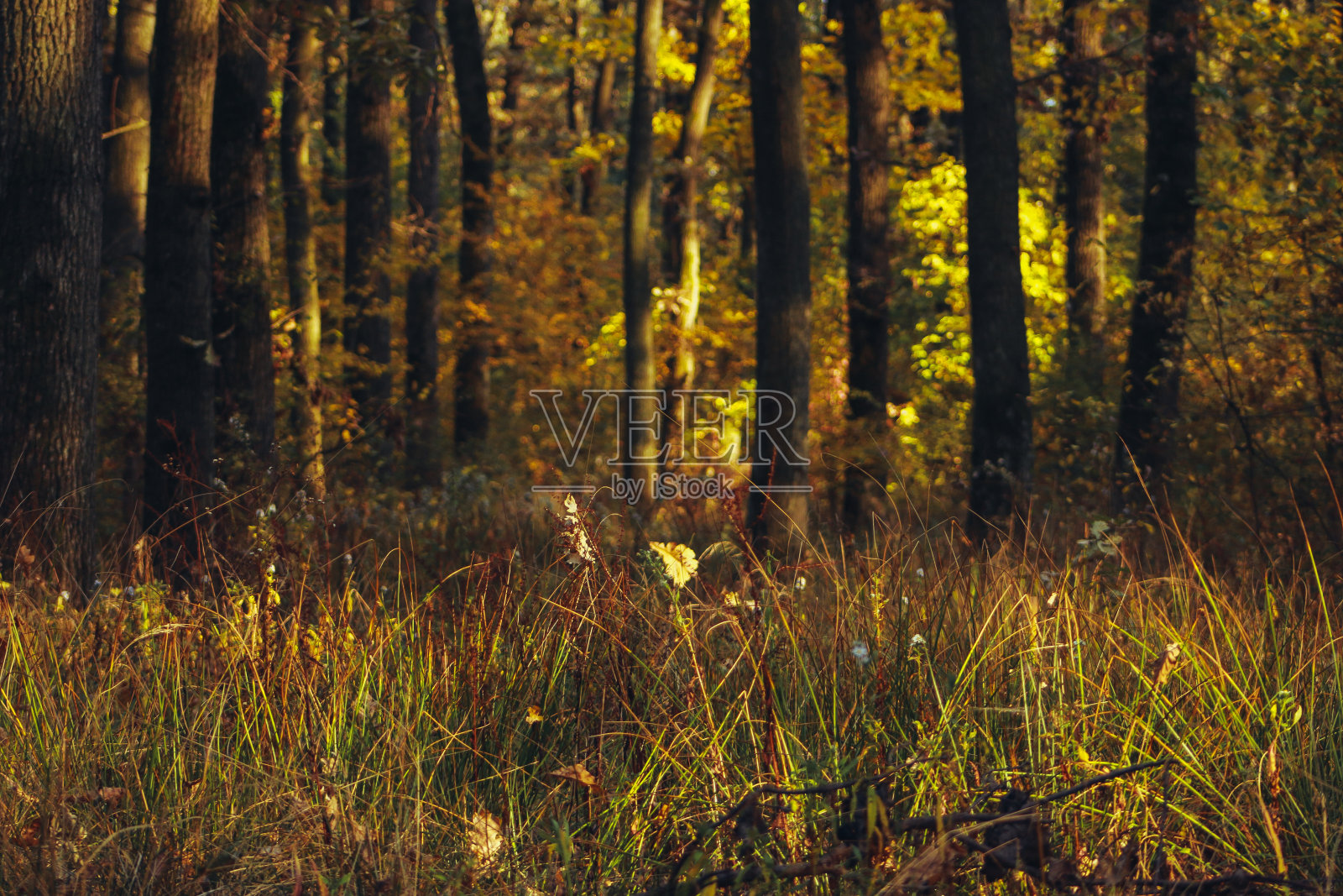 秋天的森林氛围照片摄影图片