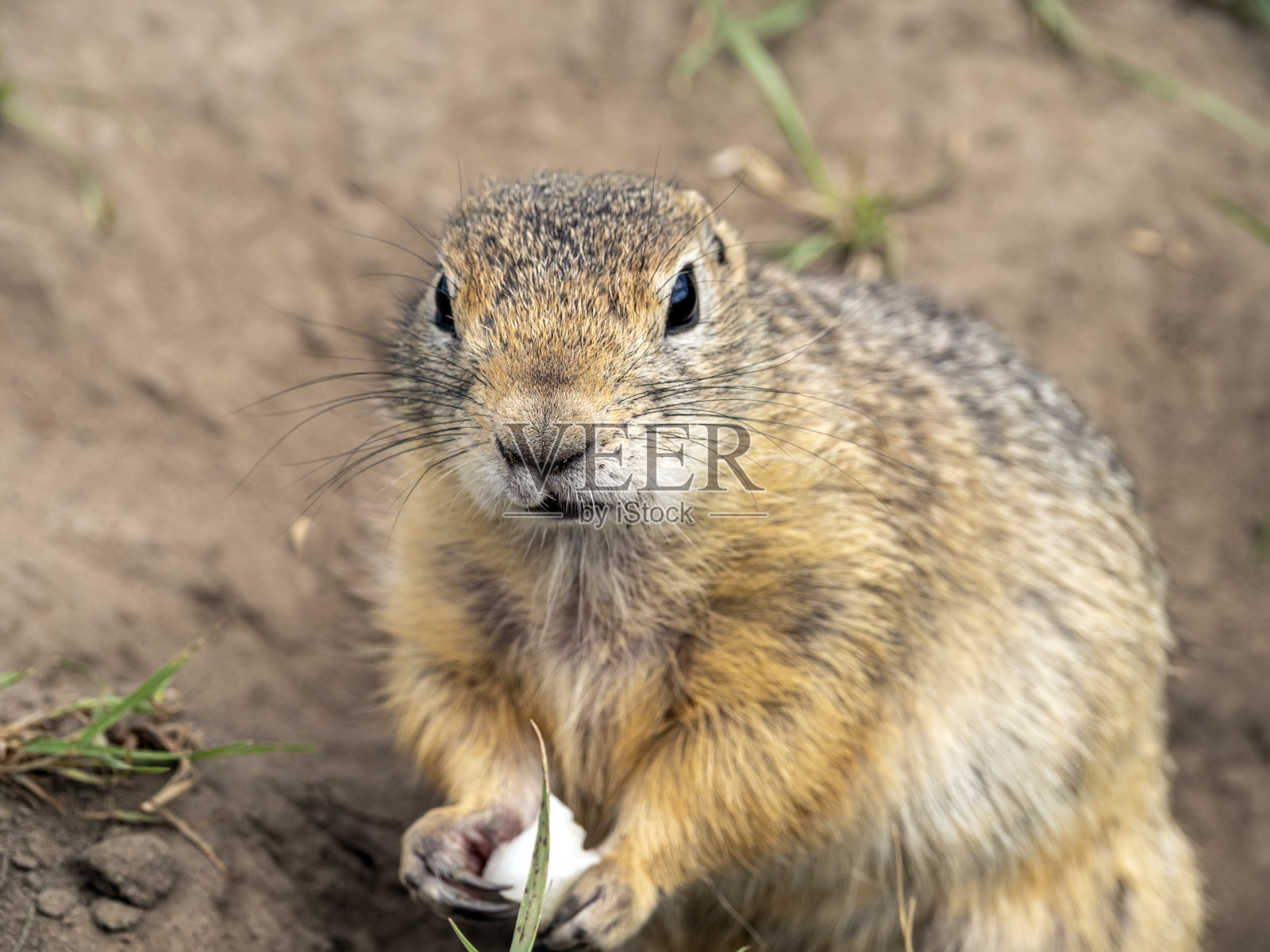 一只草原土拨鼠的前爪抓着几片卷心菜叶子，站在长满茂密草的草坪上。照片摄影图片