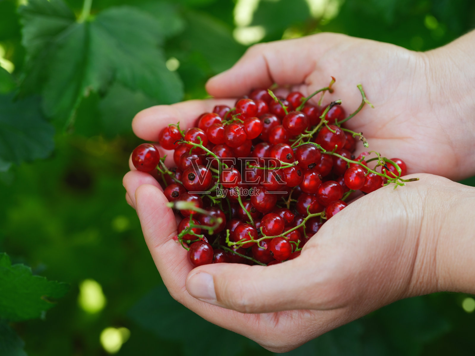 一个女人手里拿着红醋栗，站在醋栗树丛上照片摄影图片