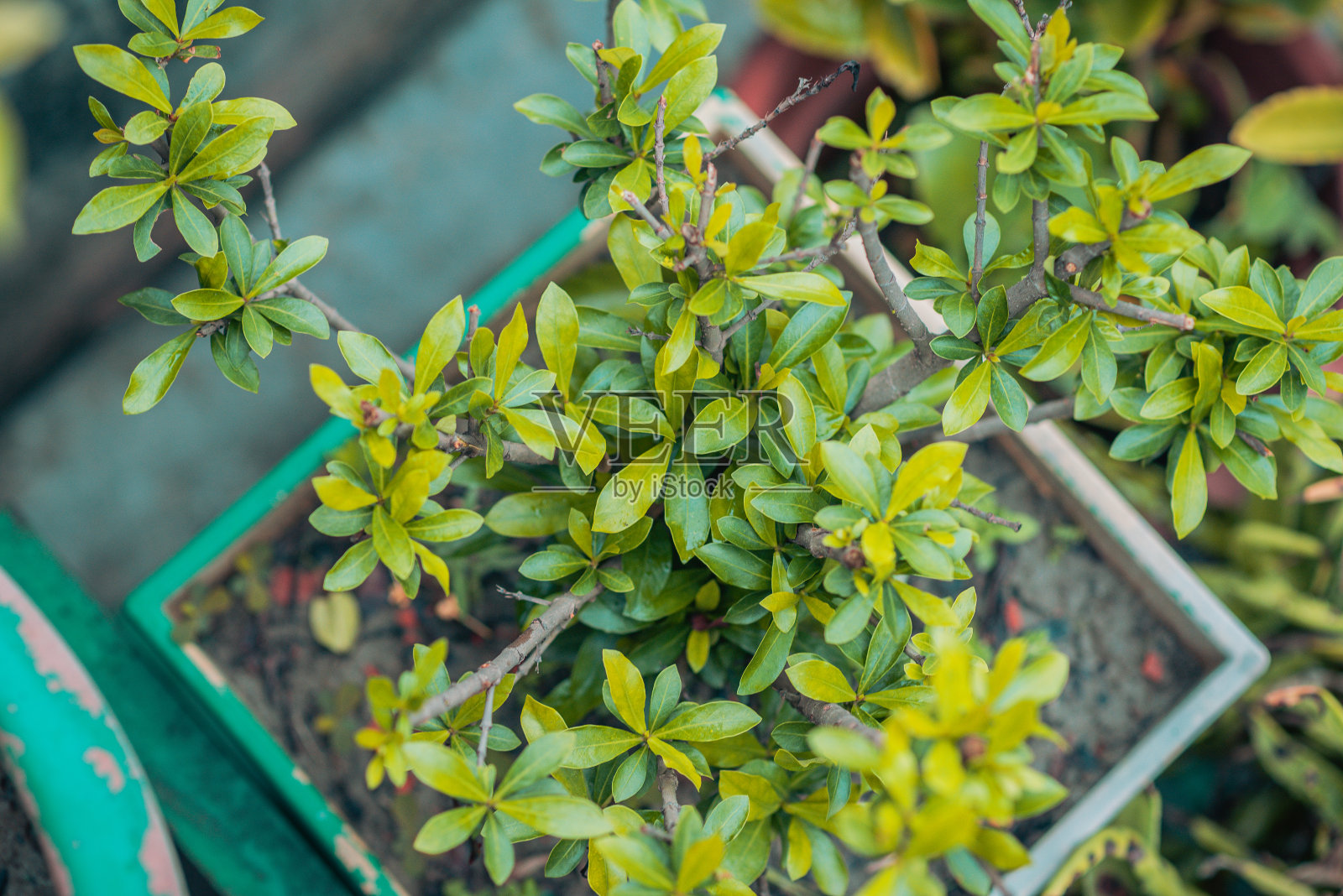 美丽的多色雨天花卉和树木的图像，绿色，橙色，蓝色和其他照片摄影图片