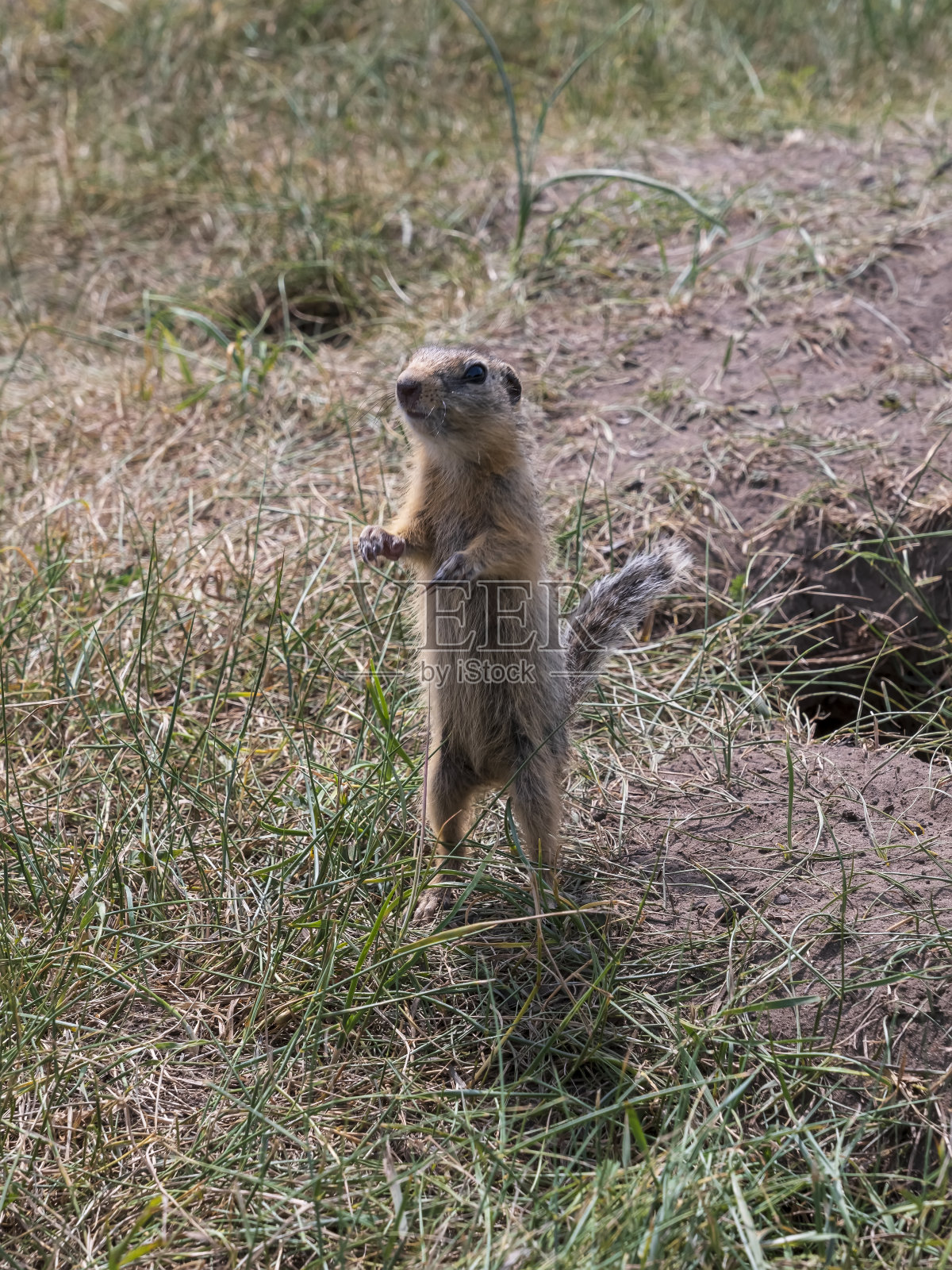 土拨鼠用后腿站立向上看照片摄影图片