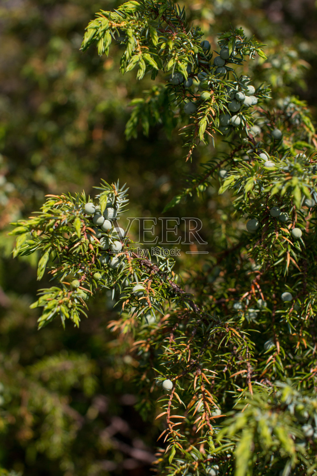 北方森林的杜松，有未成熟的绿色浆果。卡累利阿共和国的幼杜松树丛照片摄影图片