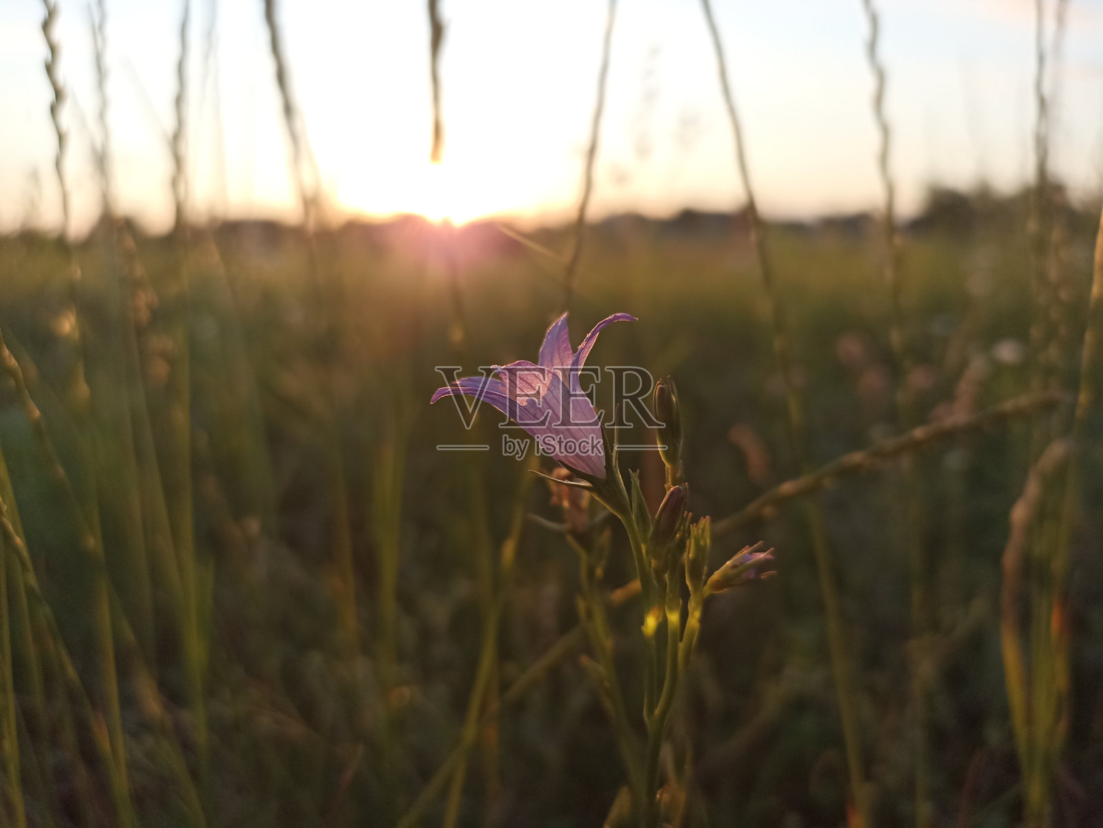 铃花是铃花属的一种植物照片摄影图片