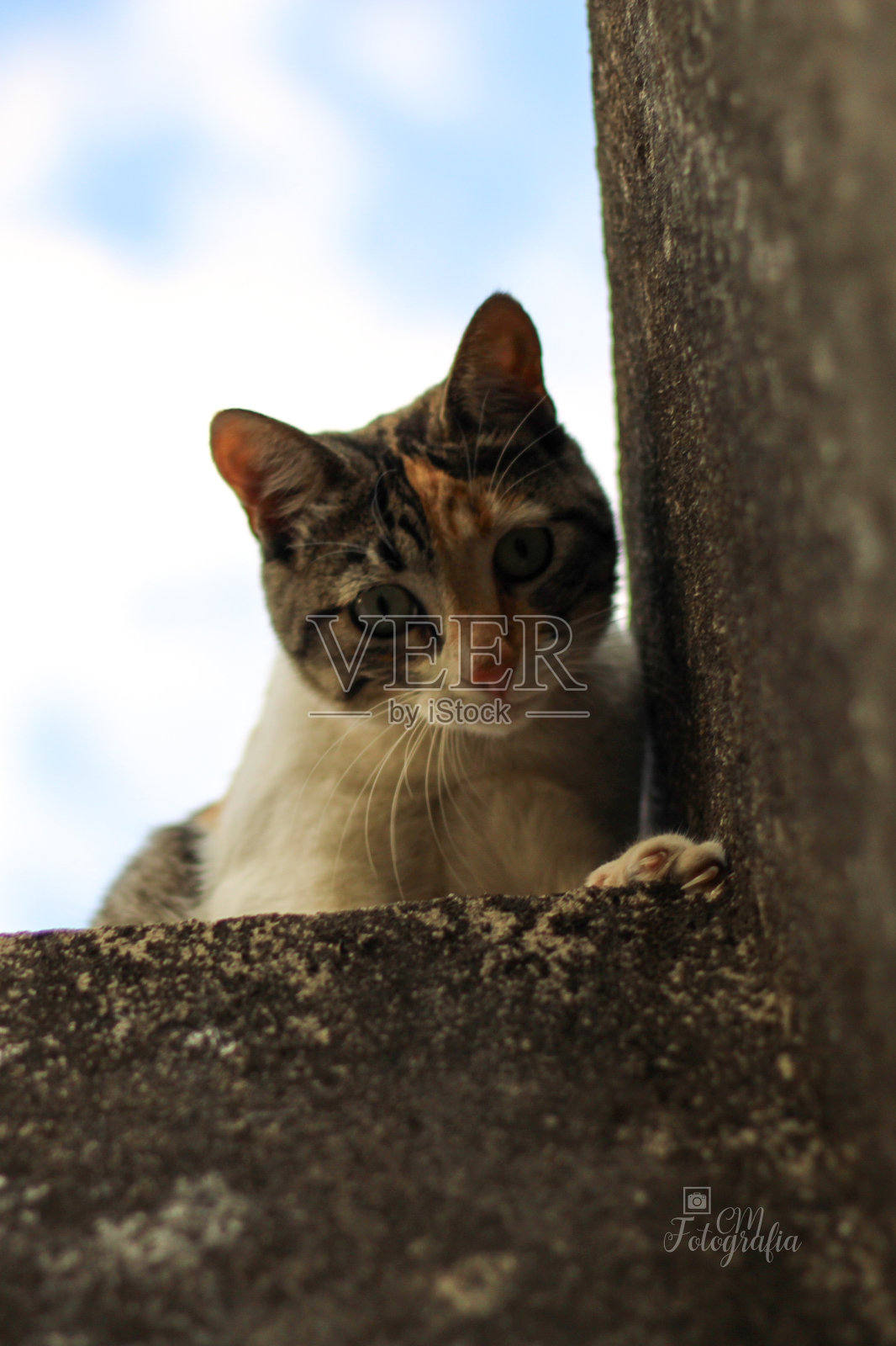 猫照片摄影图片