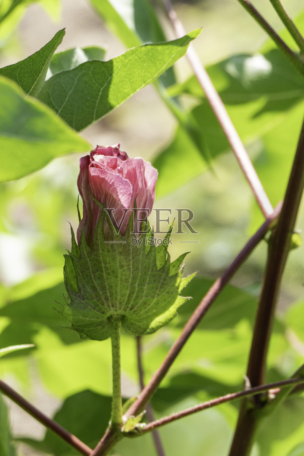 阳光下绿叶丛中精致的粉色棉花照片摄影图片