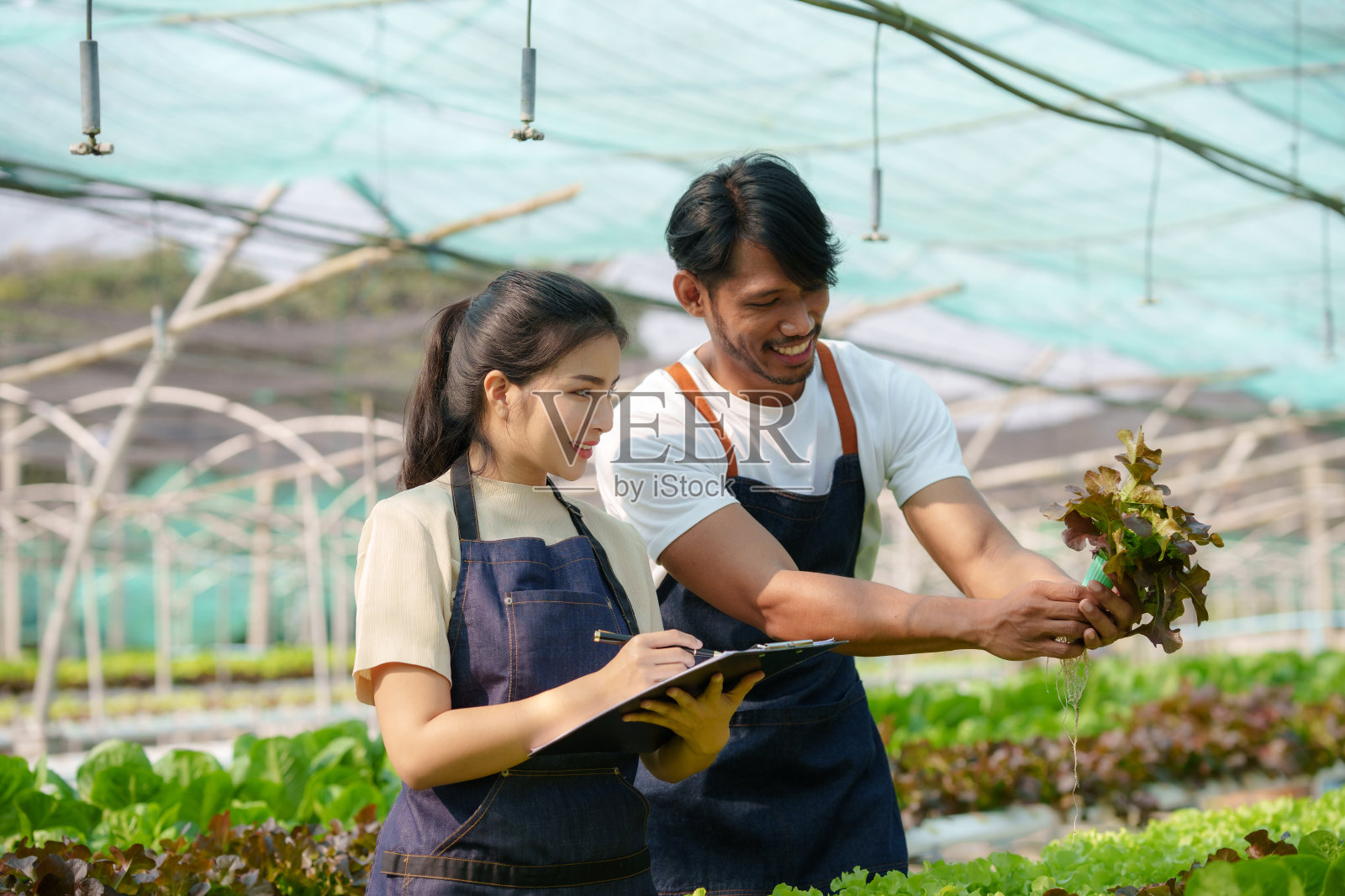 水培法。微笑的年轻亚洲夫妇农民收获有机蔬菜沙拉从农场花园。照片摄影图片