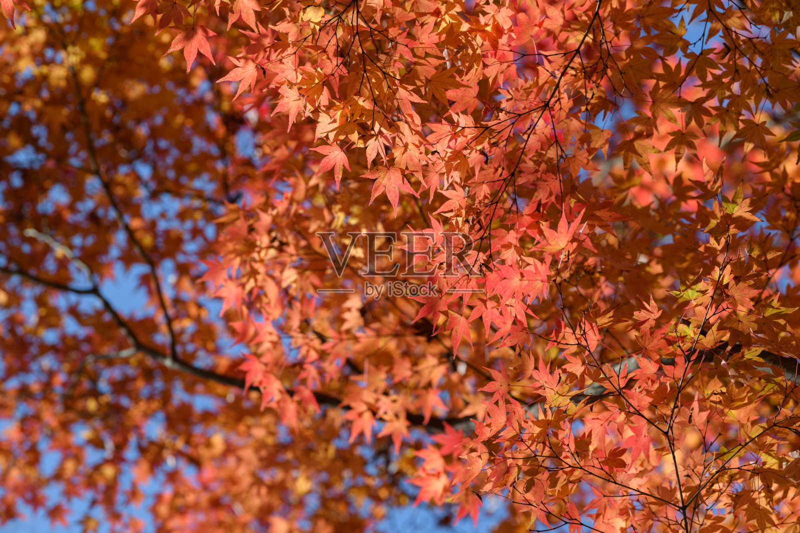 筑波山的秋叶照片摄影图片