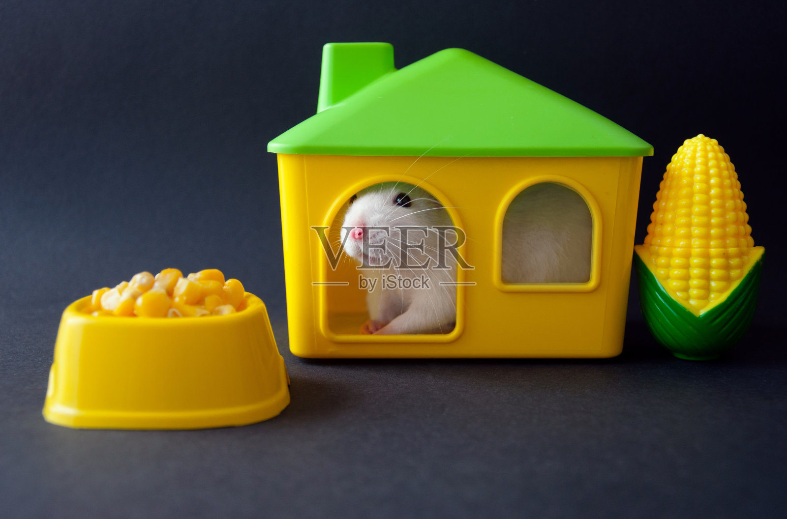 小白鼠坐在房子里照片摄影图片