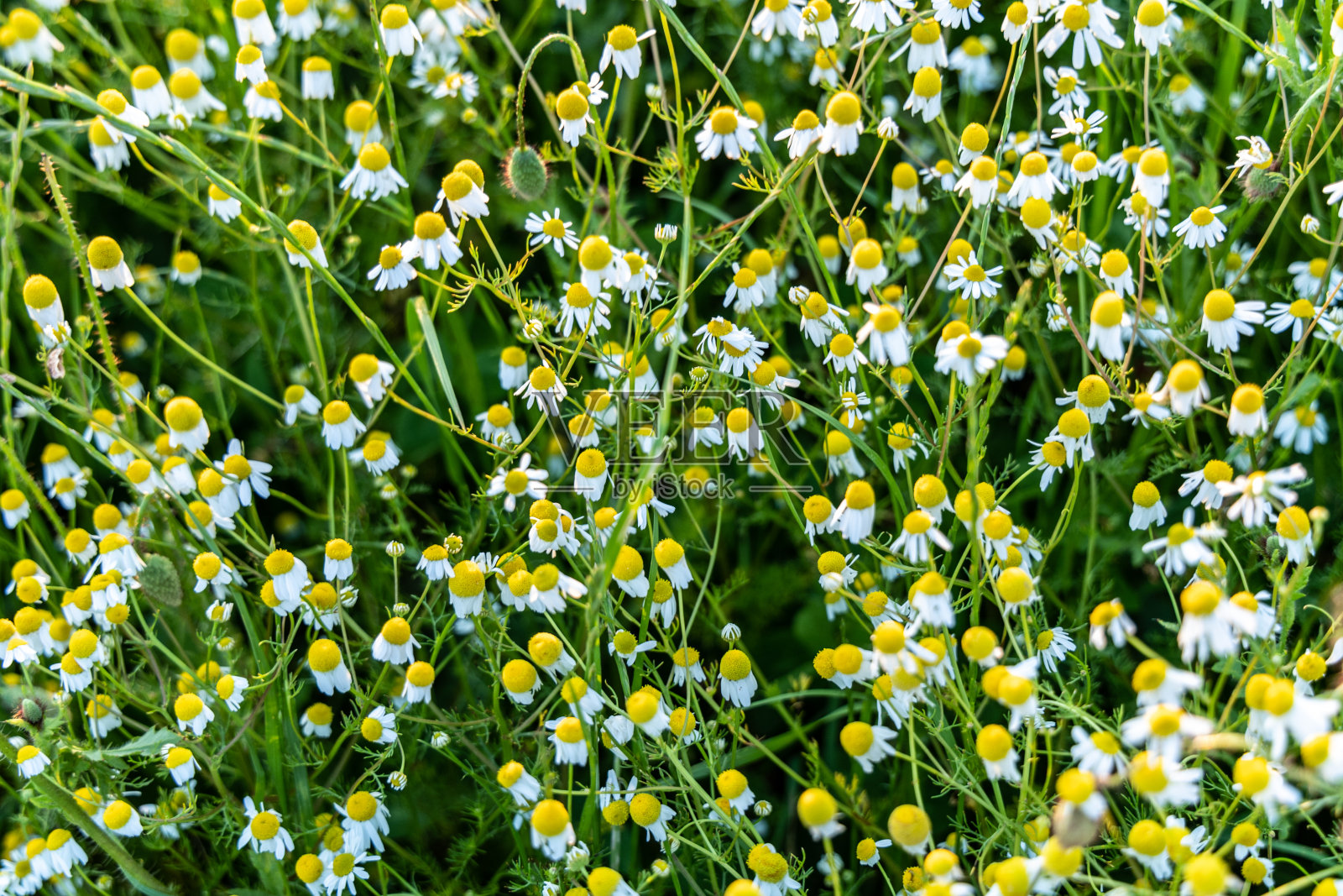 草地上的白色甘菊花照片摄影图片