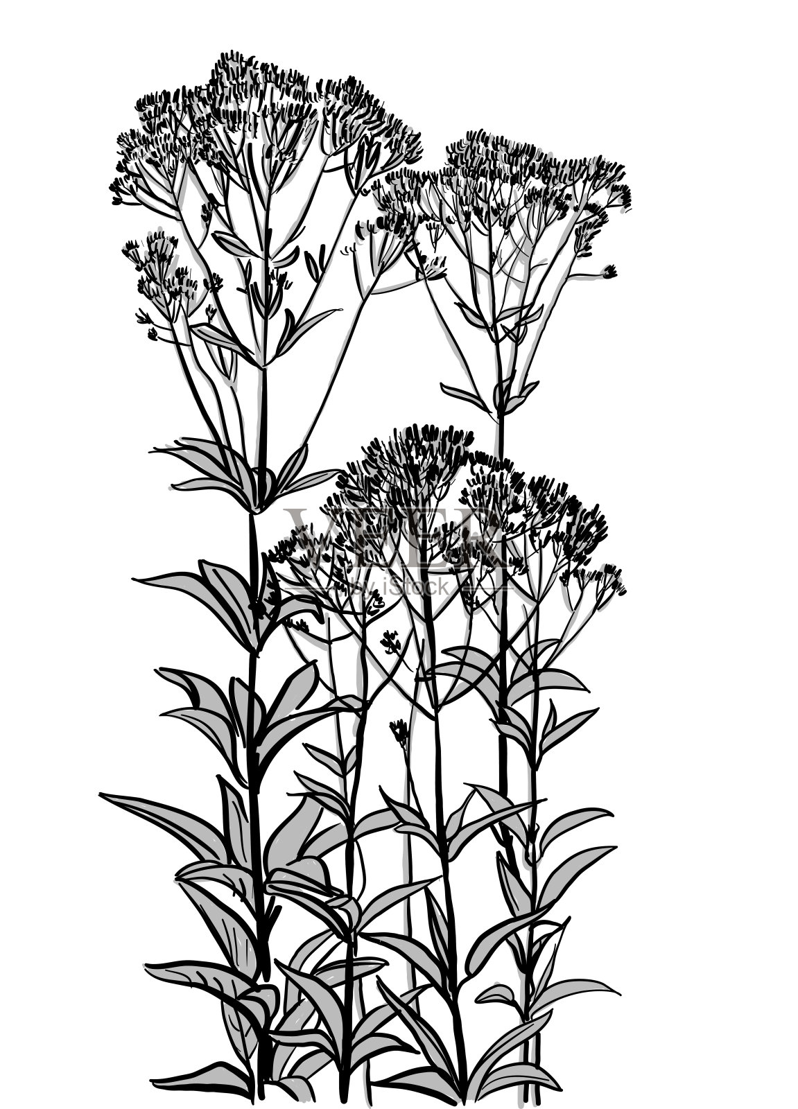 野花蓬勃发展插画图片素材