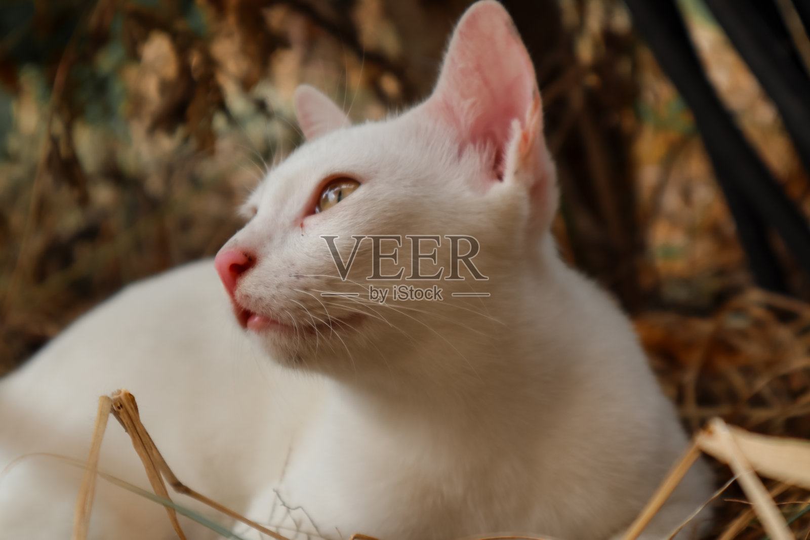 一只绿眼睛的白猫躺在稻草上照片摄影图片