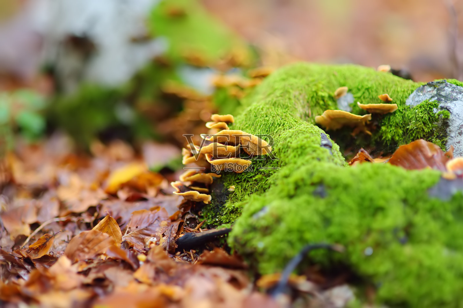 秋天的一天，洛夫琴国家公园的森林风景。旅游和旅行，徒步旅行。照片摄影图片
