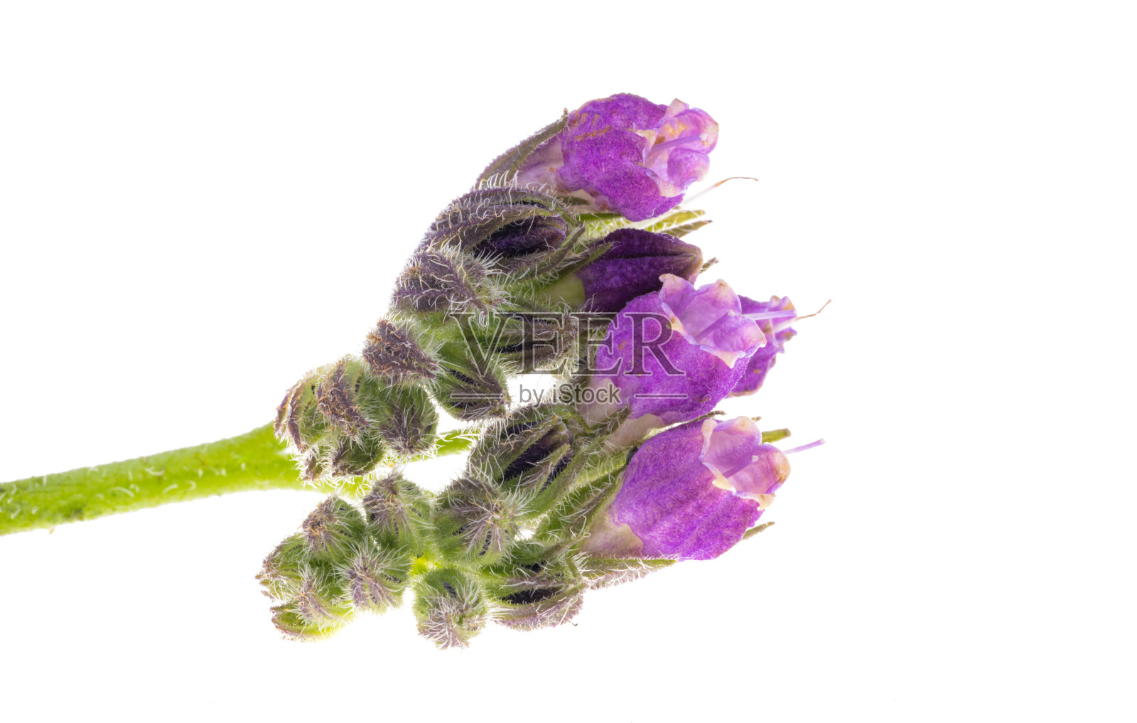 合欢草(合欢草)照片摄影图片