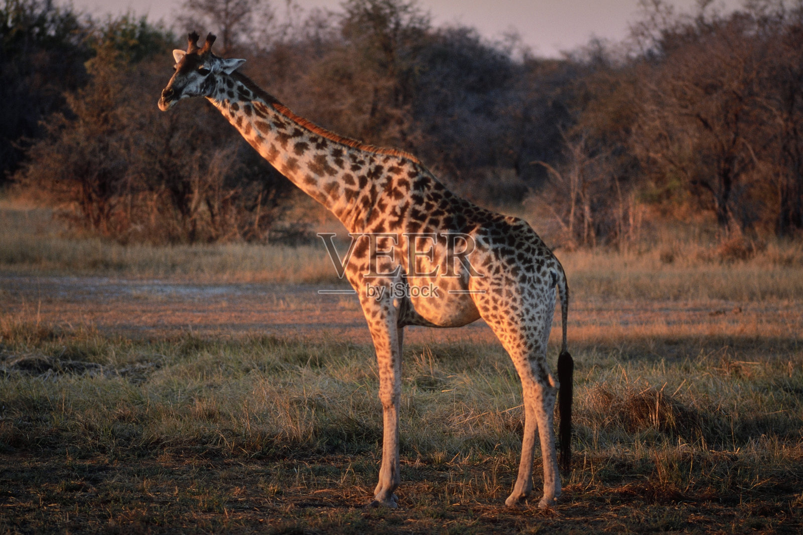 夕阳下的长颈鹿照片摄影图片