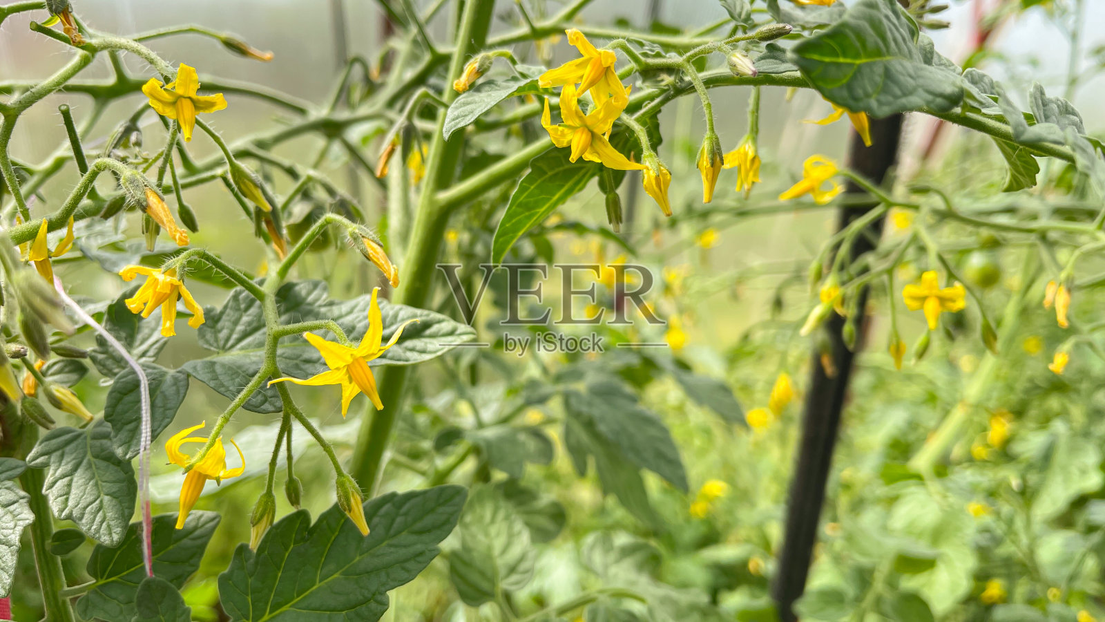 温室里开花的番茄丛照片摄影图片