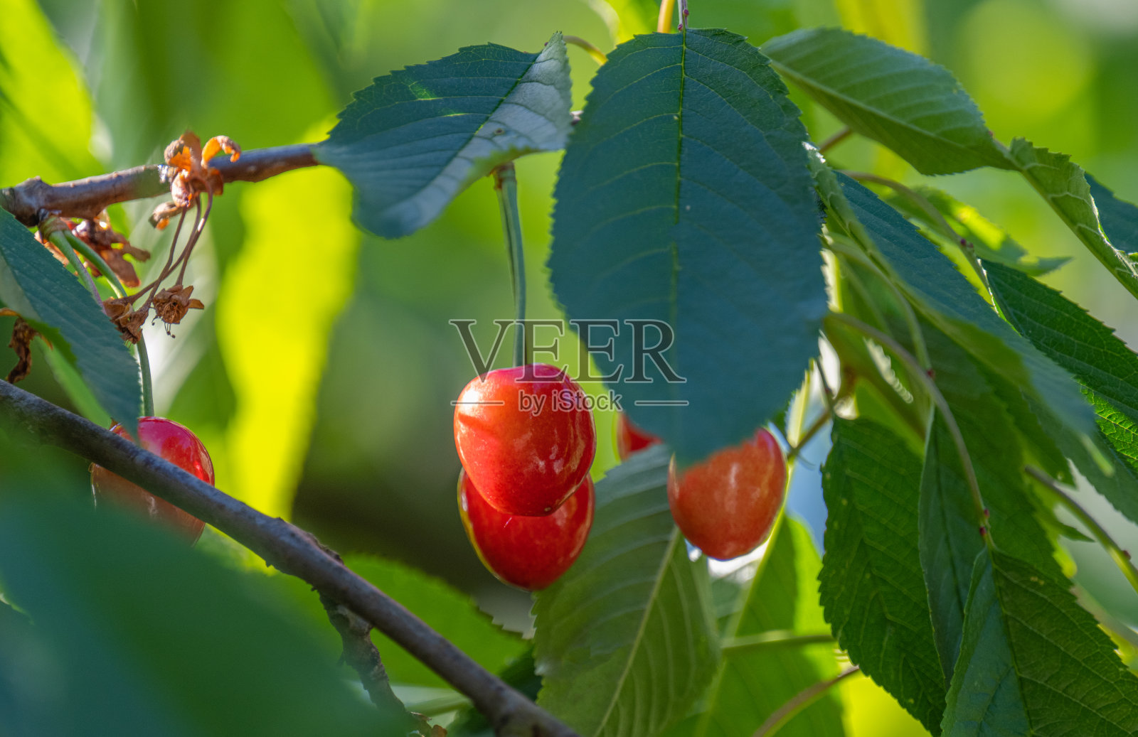 树上的红樱桃照片摄影图片