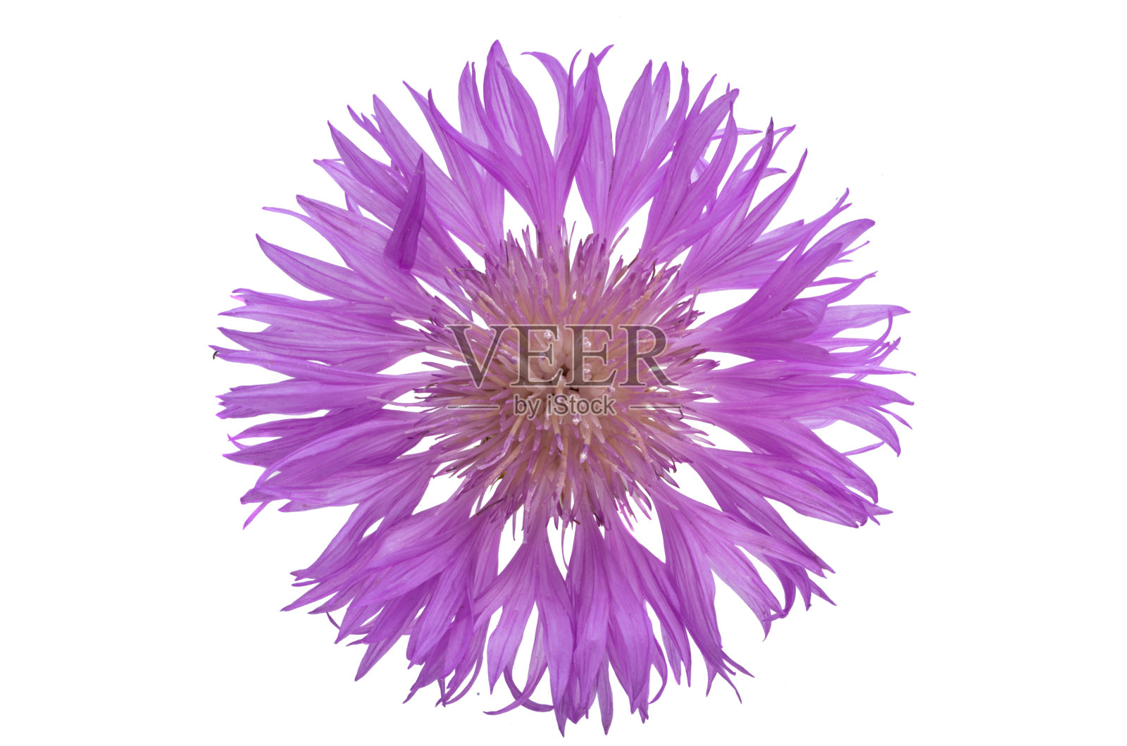 矢车菊紫丁香分离照片摄影图片