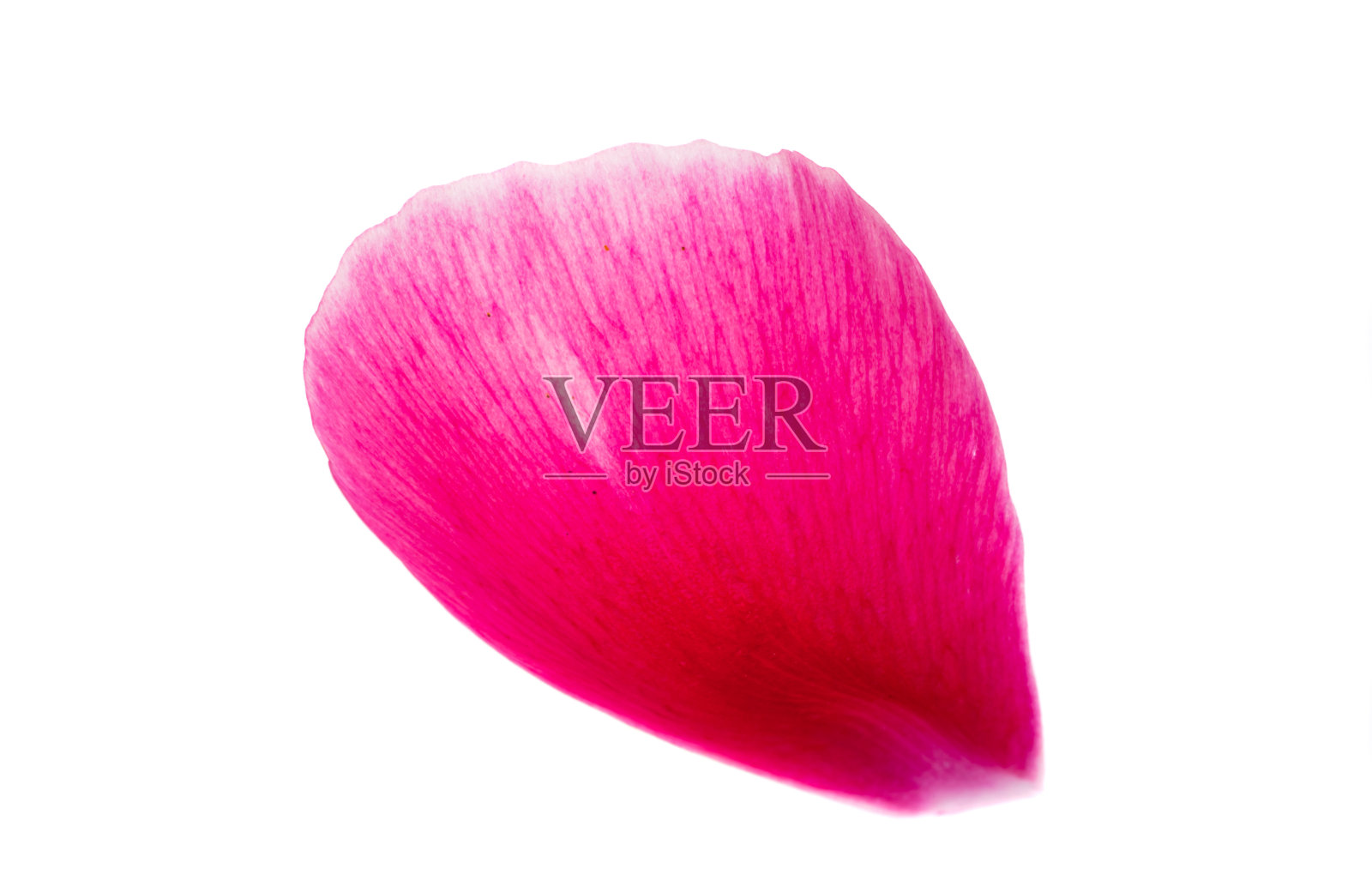 牡丹分离花瓣照片摄影图片