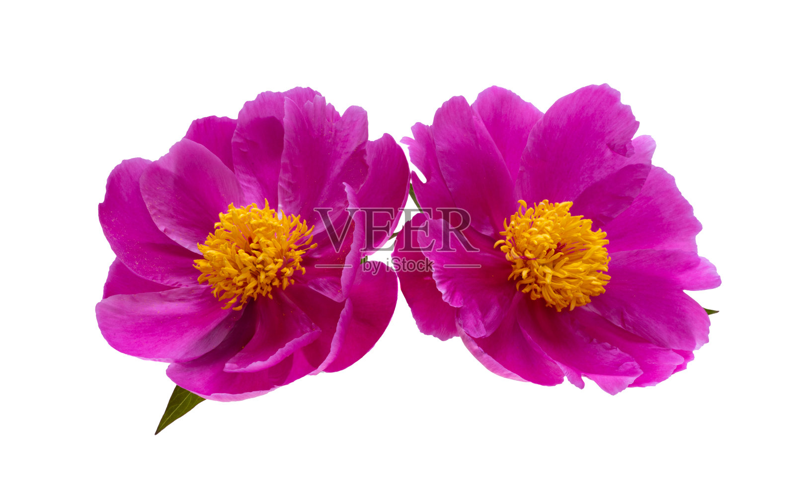 美丽的牡丹孤立照片摄影图片