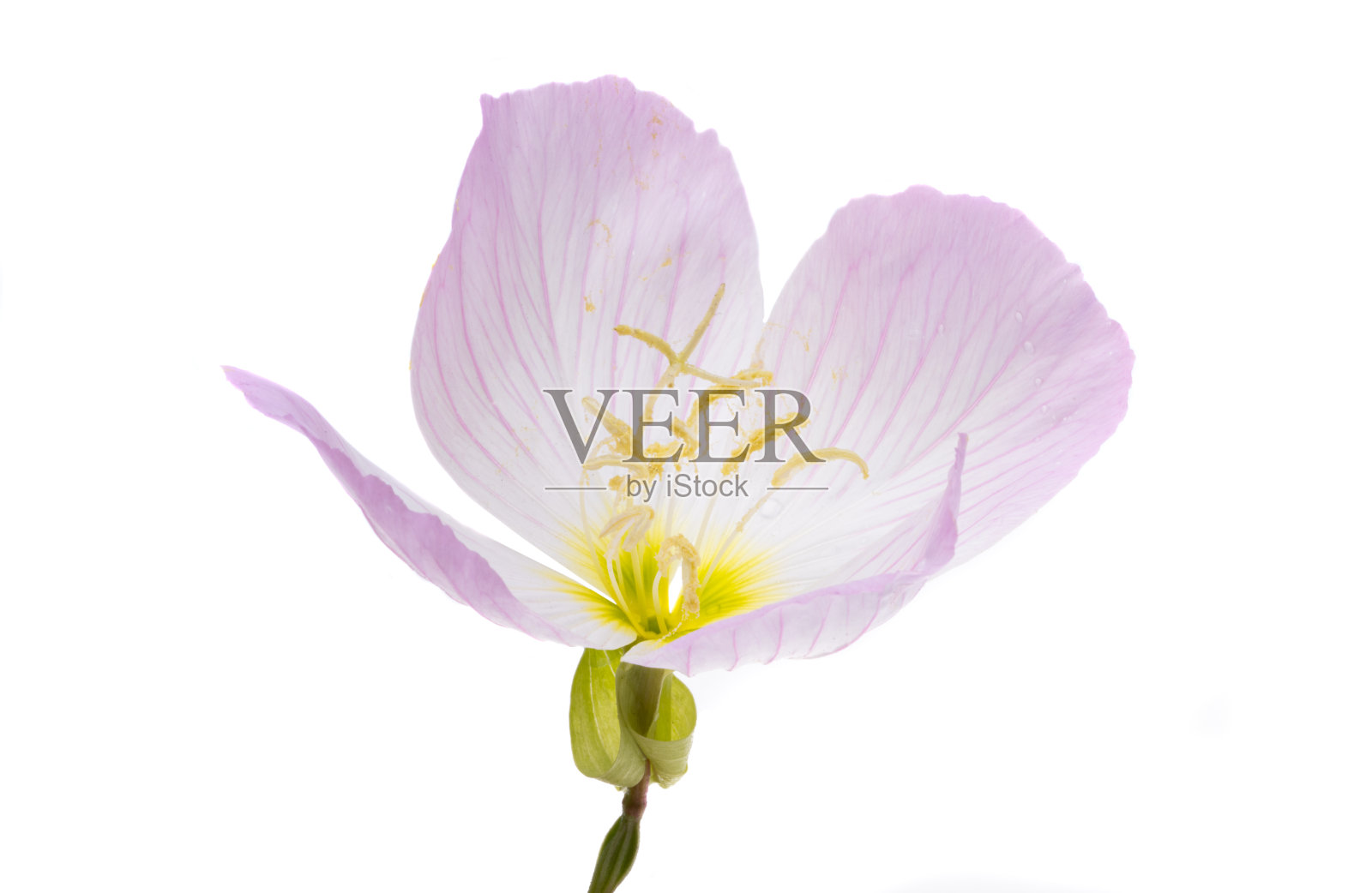 月见草花孤立照片摄影图片