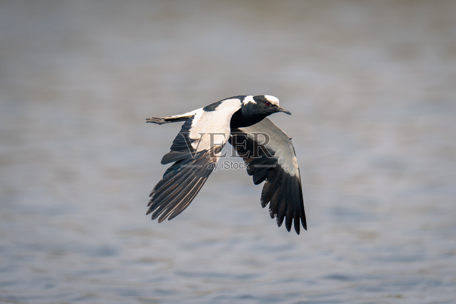 铁匠铺田凫在河上垂翅飞翔照片摄影图片