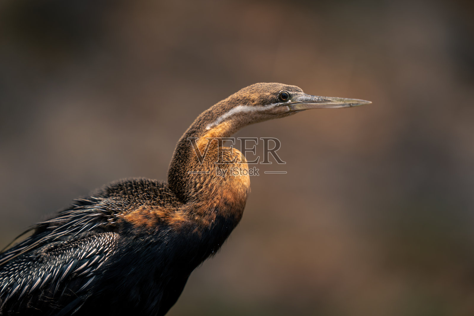 非洲镖头和身体特写照片摄影图片