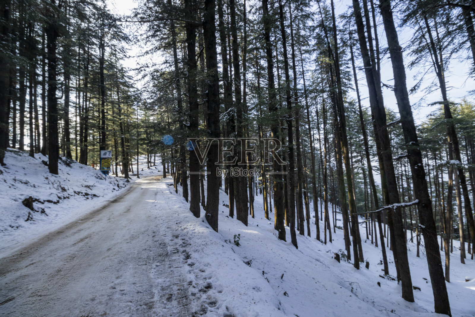 冬天森林里的树照片摄影图片