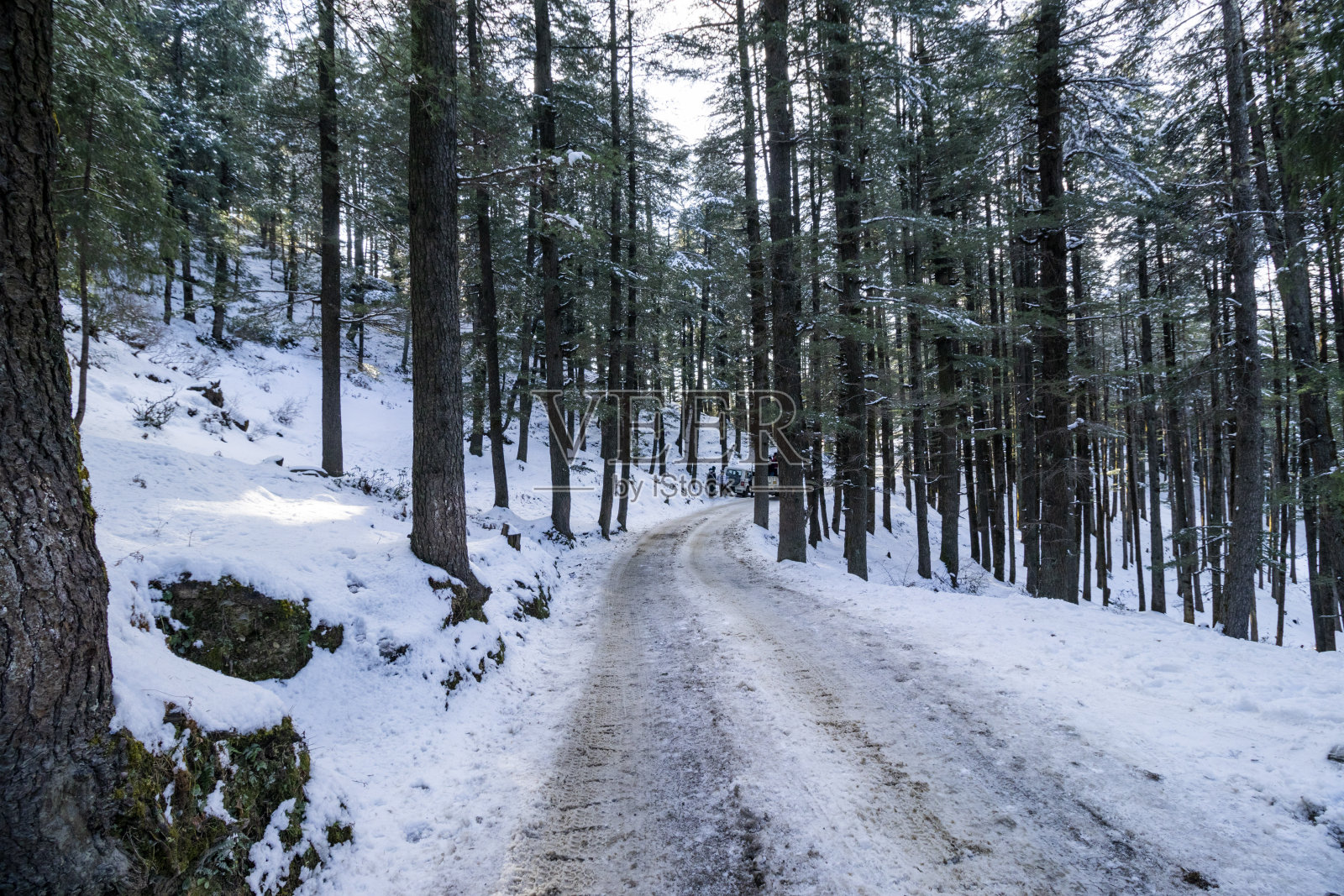 冬天森林里的树照片摄影图片