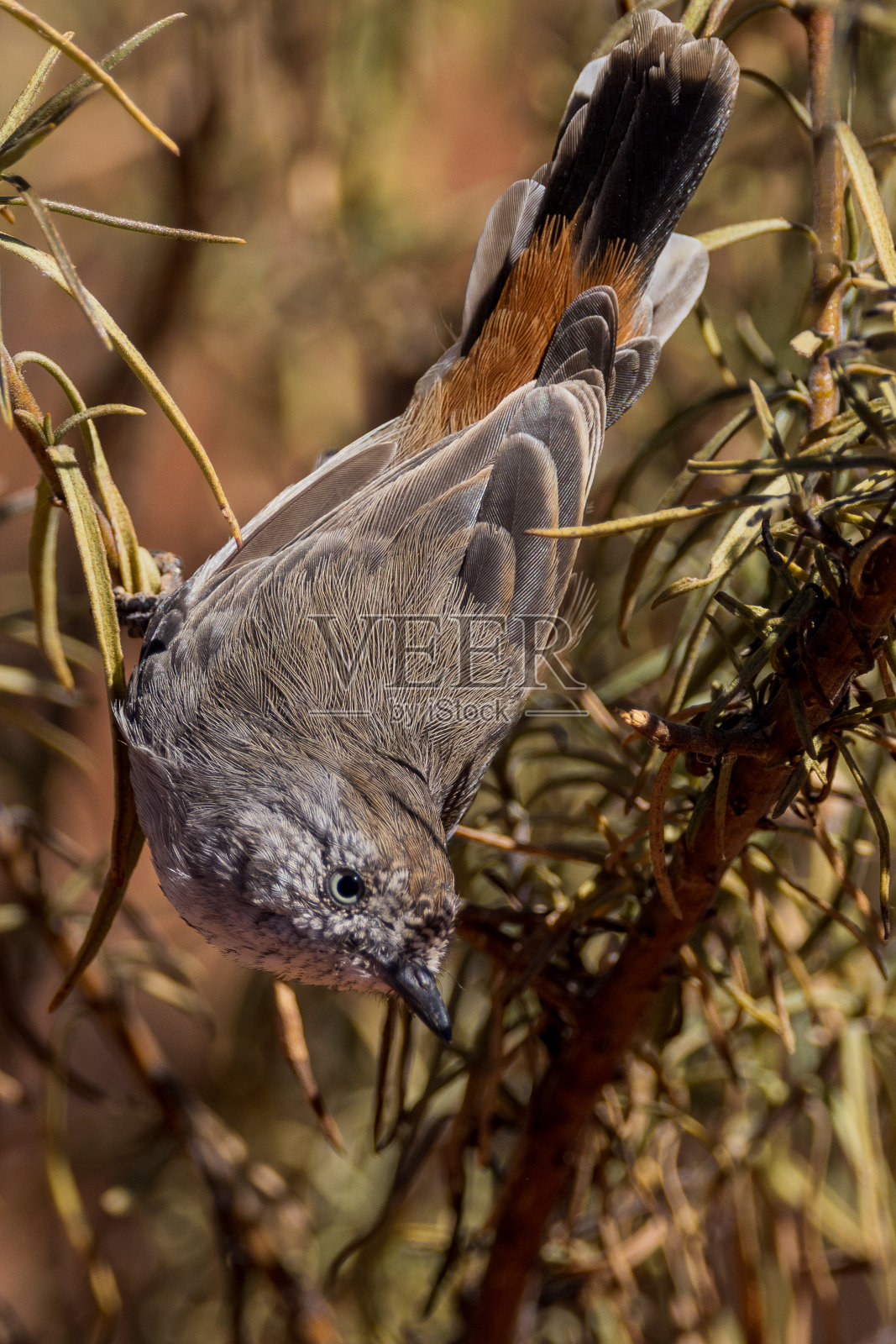 澳大利亚昆士兰州的栗子背Thornbill照片摄影图片
