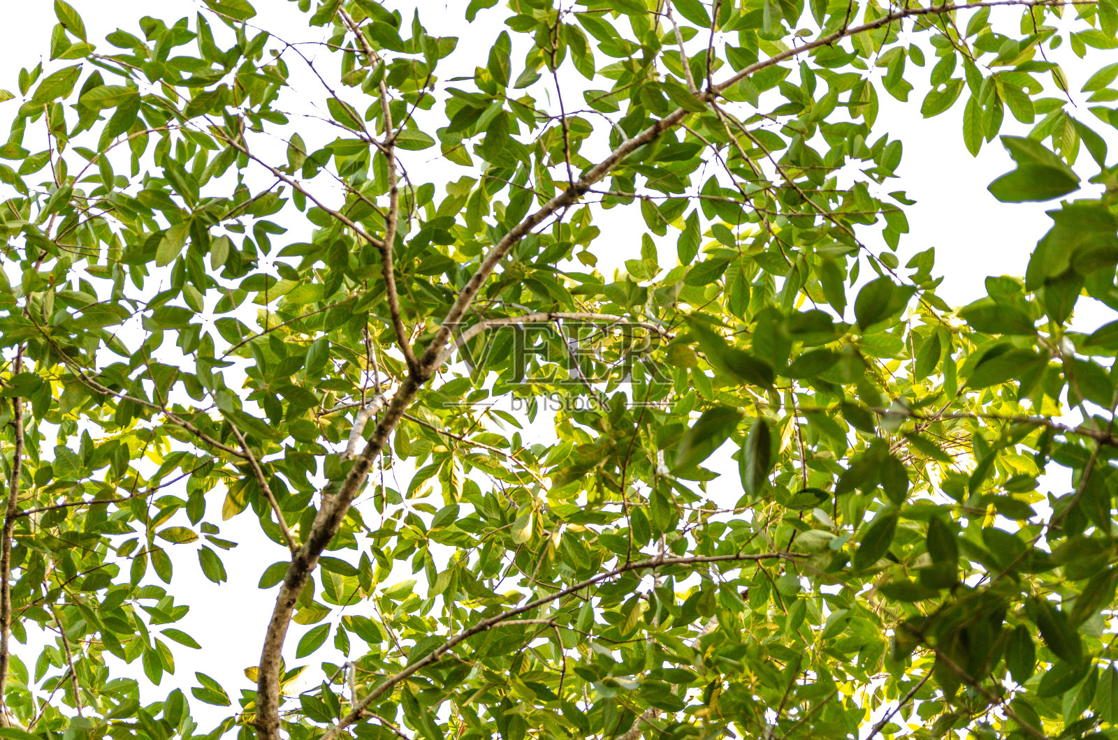在白色的背景上孤立着一棵结构优美的大树，照片摄影图片