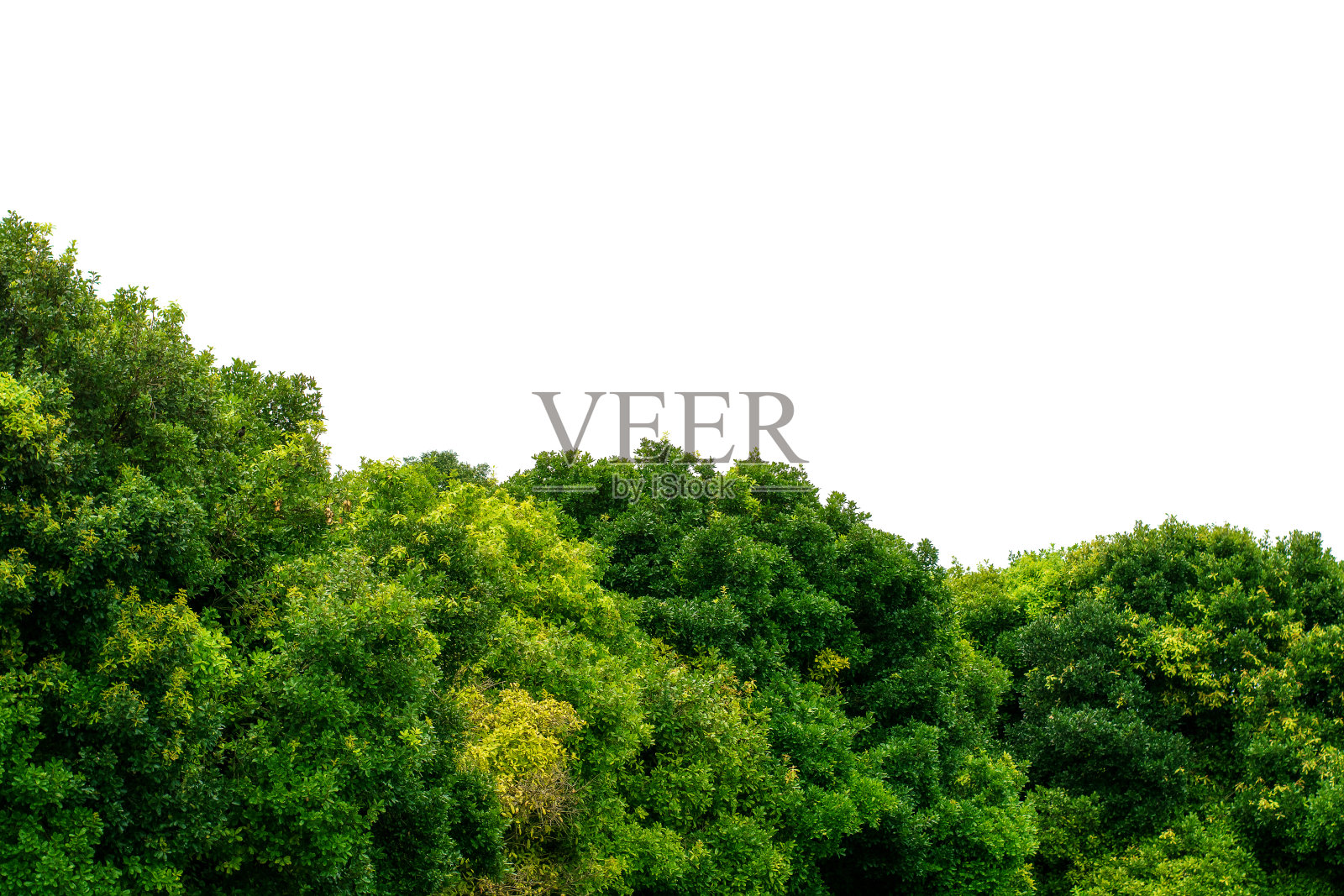 在白色的背景上孤立着一棵结构优美的大树，照片摄影图片