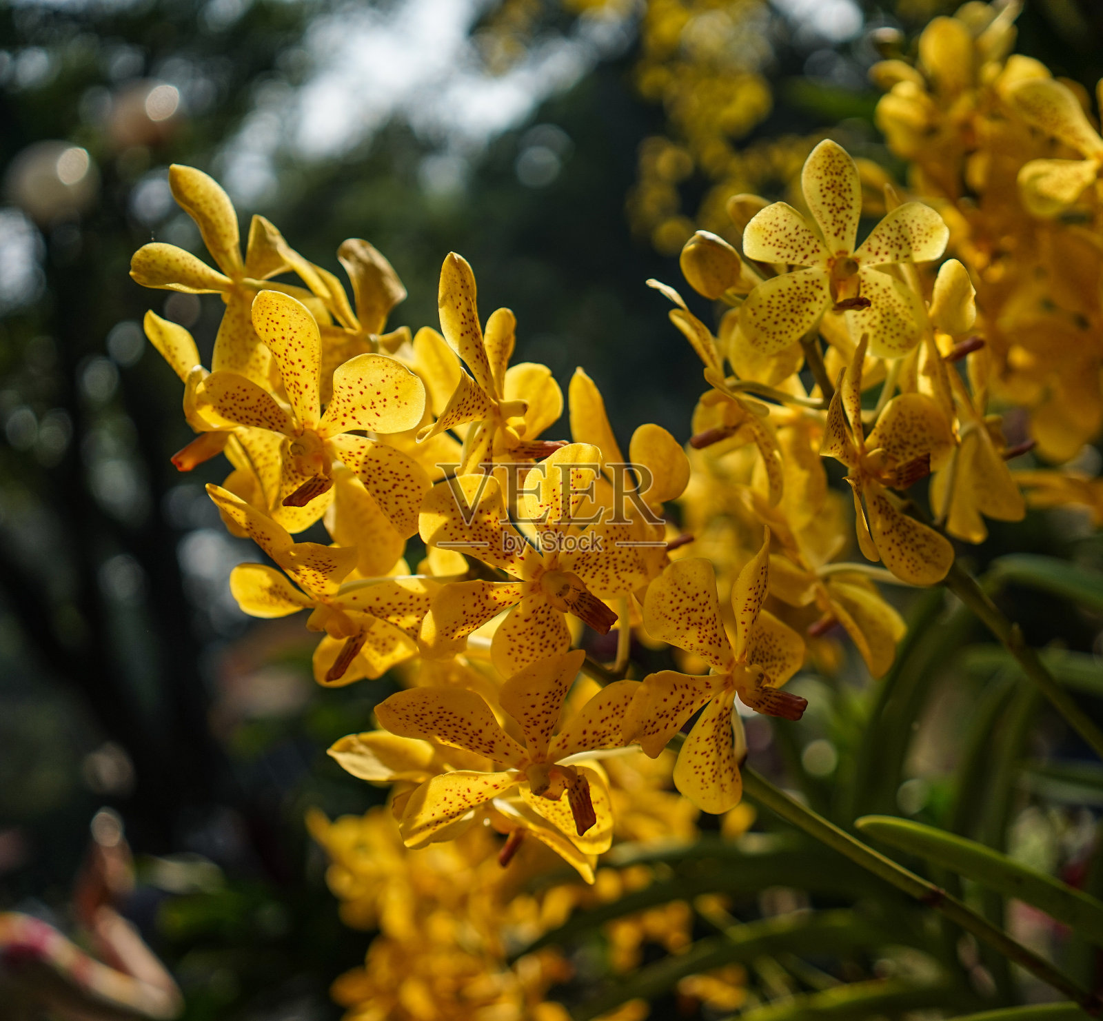 兰花在春天盛开照片摄影图片