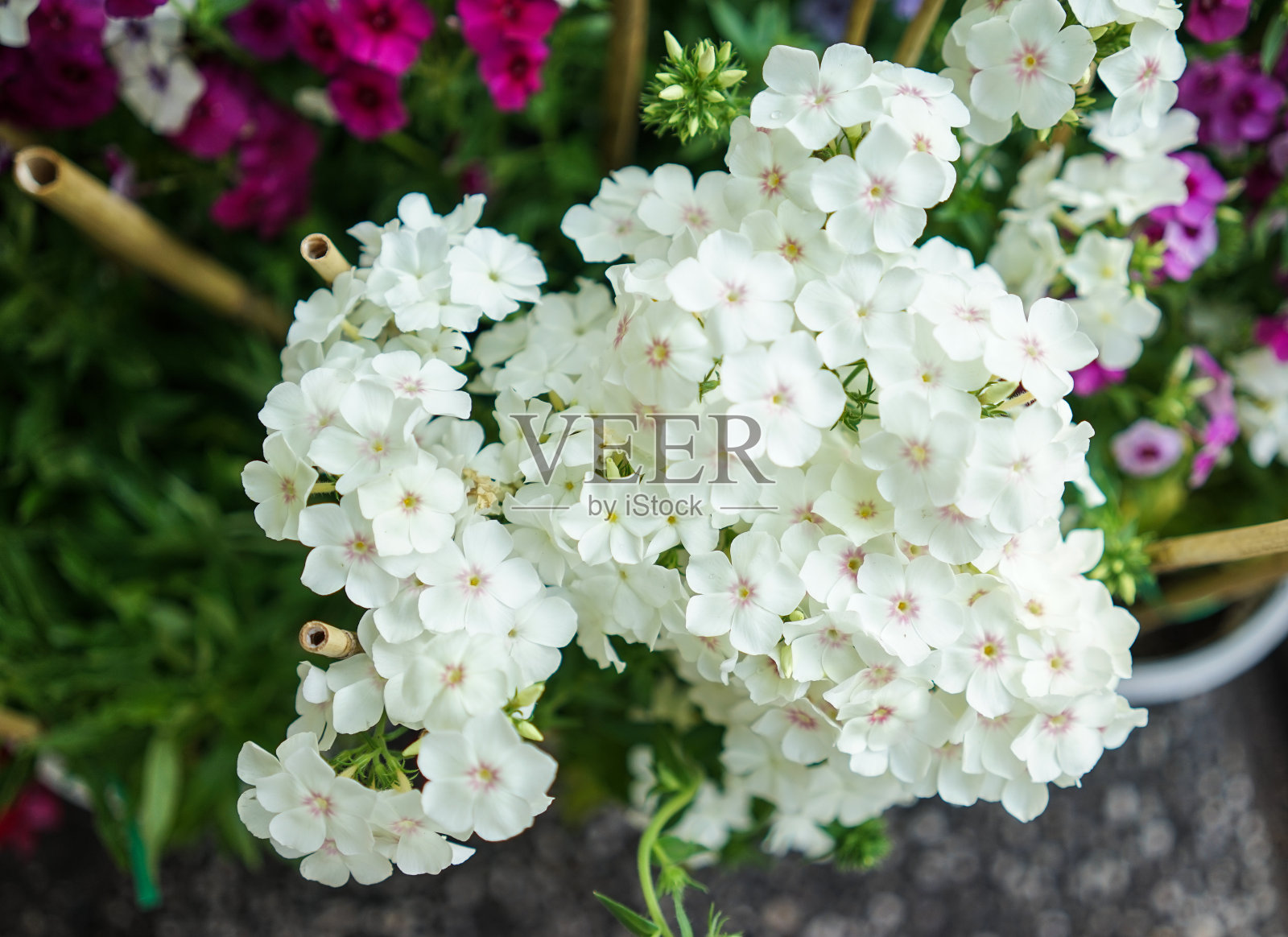 春天花园里的雏菊花照片摄影图片