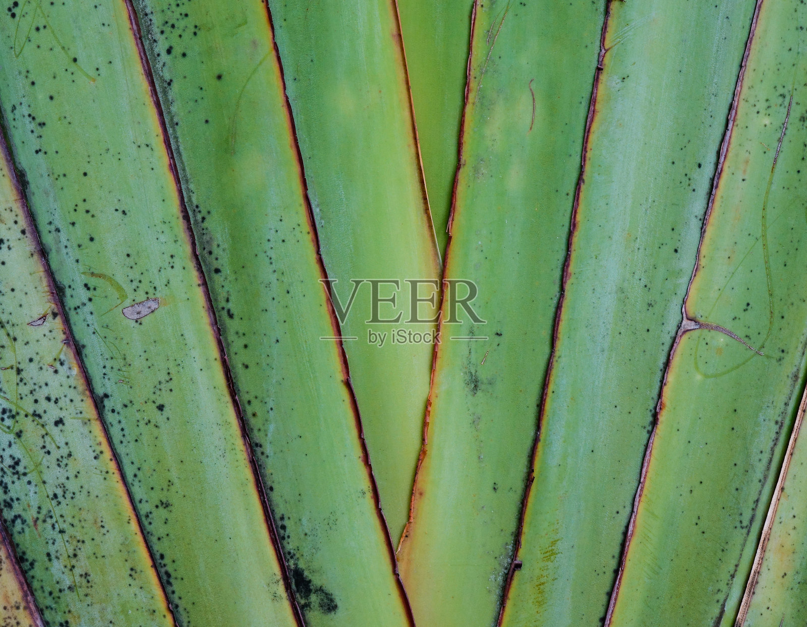 香蕉扇的纹理和图案细节照片摄影图片