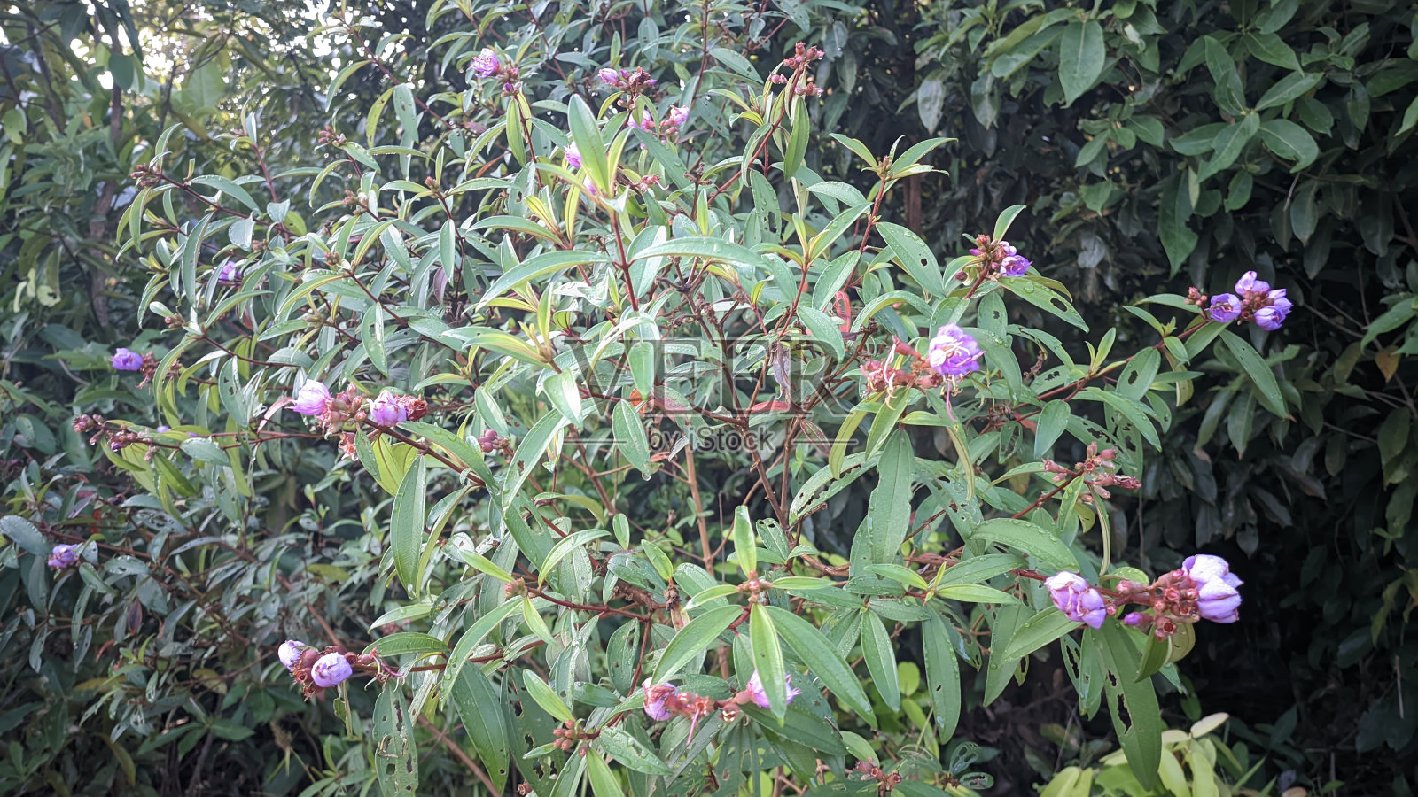 褐瘤又称仿射果或又称乐音果。这种水果是一种典型的达亚克浆果，常见于森林或沙质土壤的沼泽地区照片摄影图片