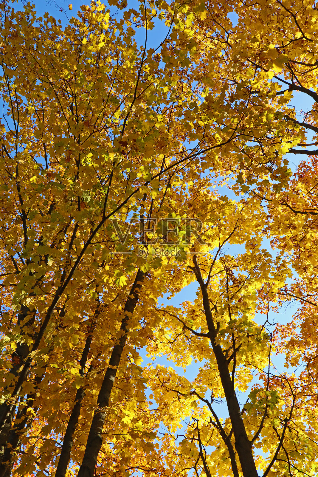 秋天，风景公园里的黄树。照片摄影图片