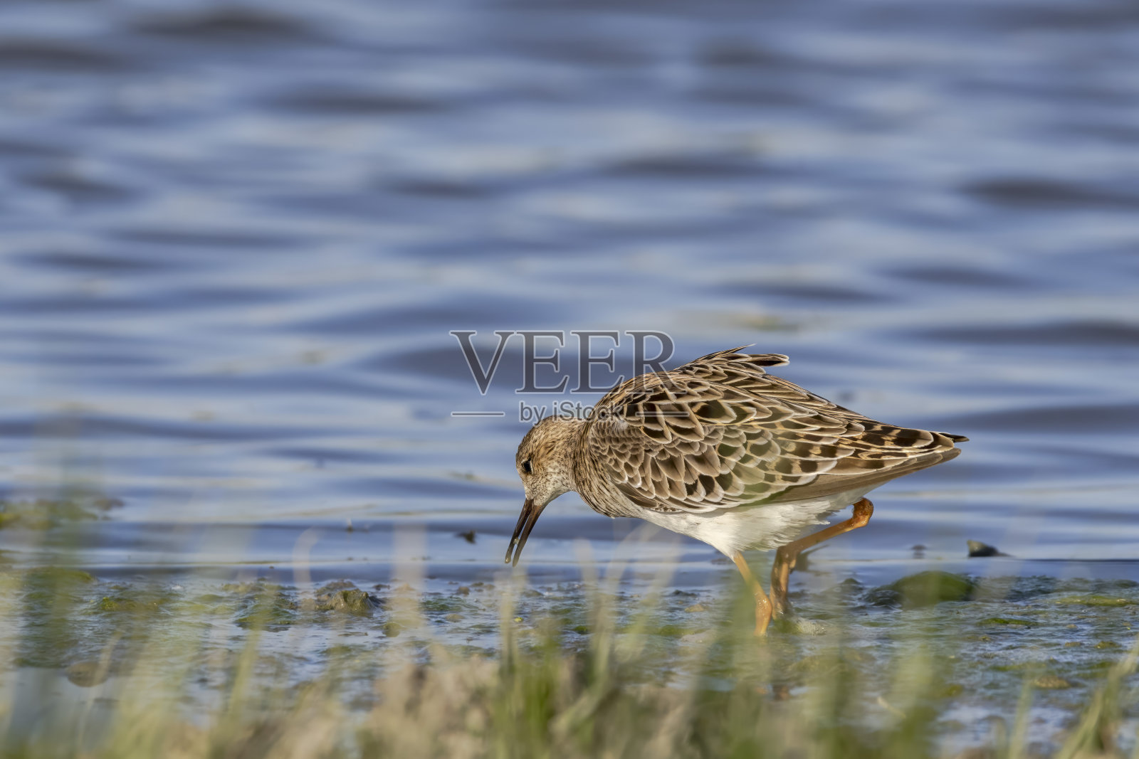 在沼泽中寻找食物的斑鸠照片摄影图片