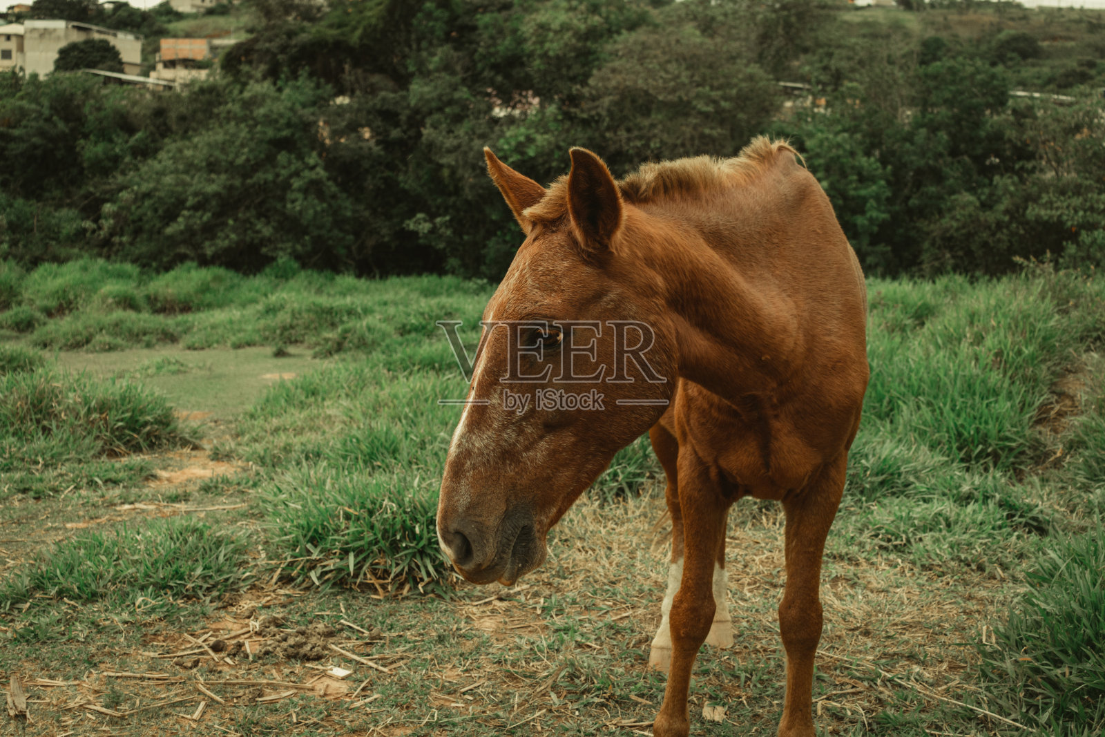 捕捉优雅:牧场上一匹栗色马的肖像照片摄影图片