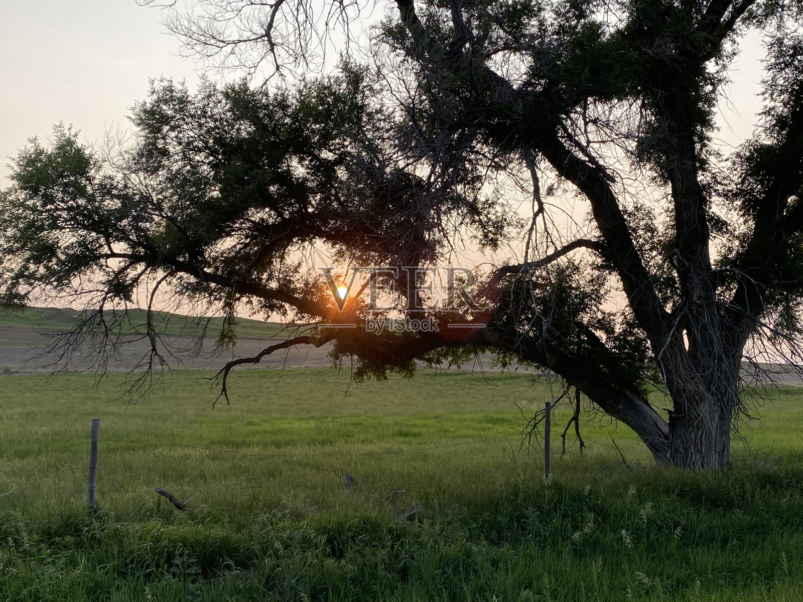 这棵老树照片摄影图片