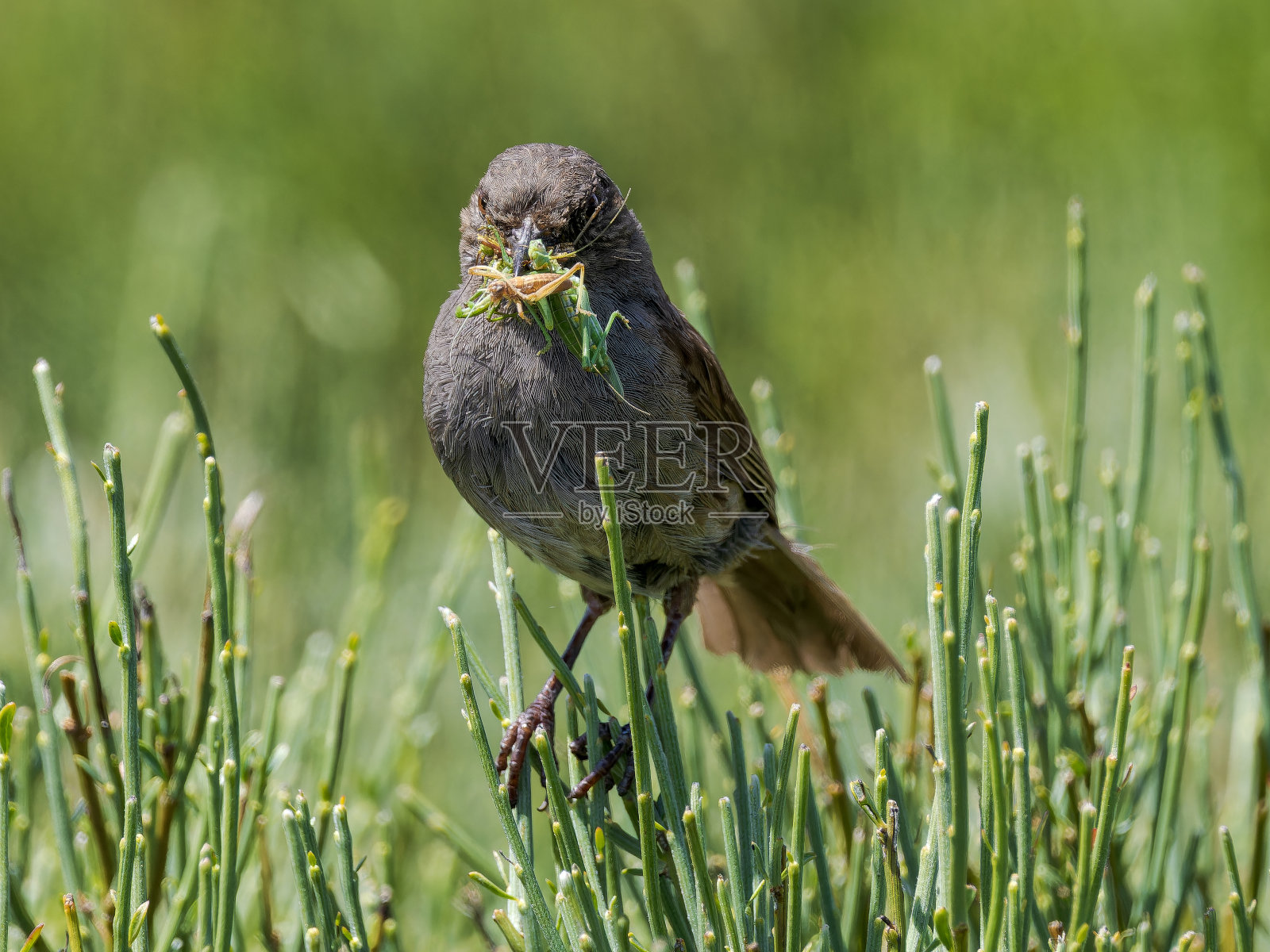 高山鸣禽照片摄影图片