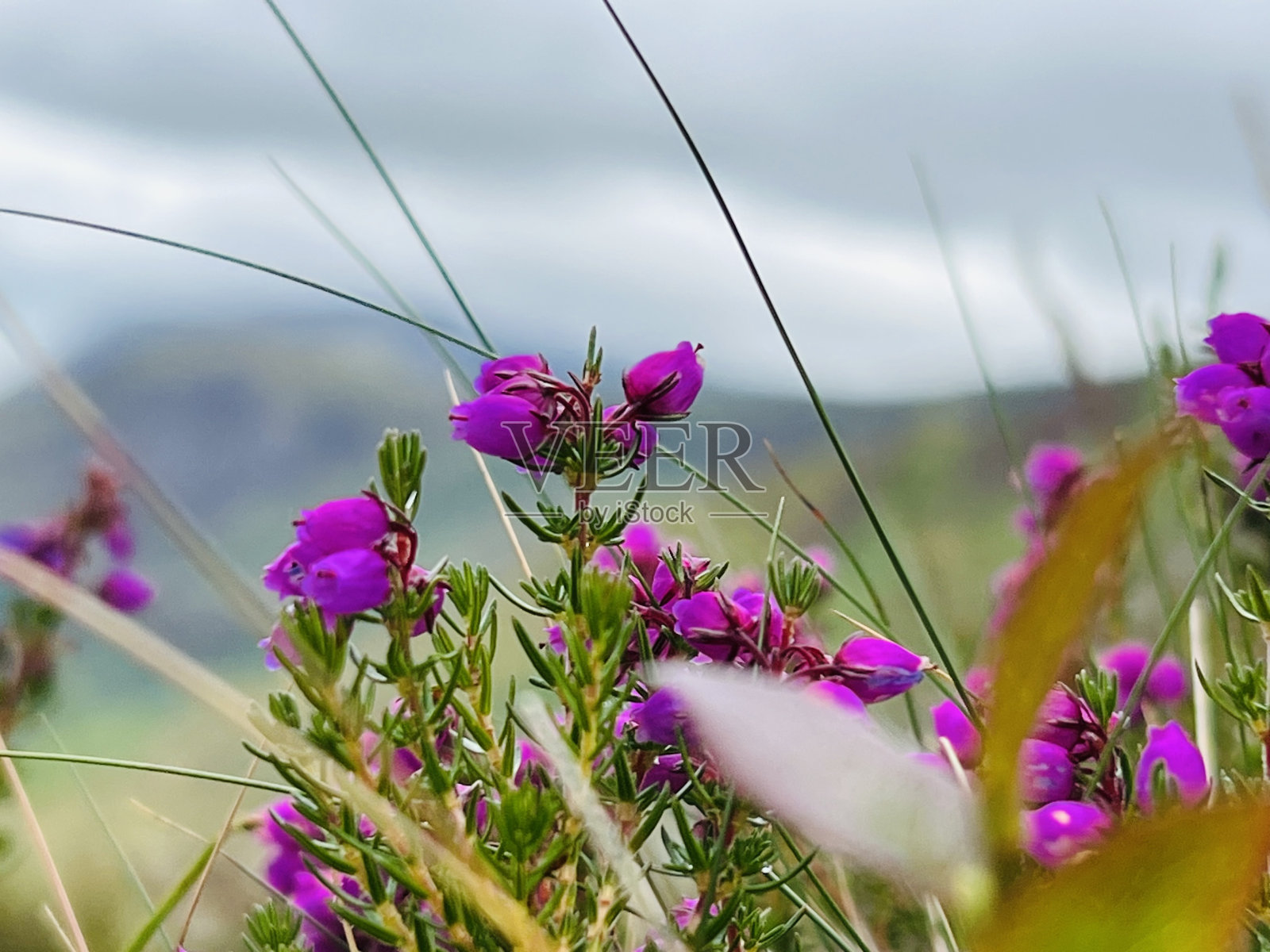 山上野花的特写照片摄影图片