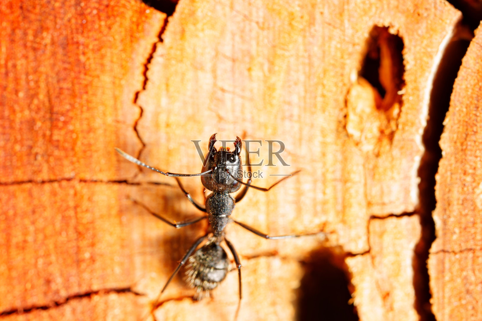 特写镜头。一只黑色的木虫蚂蚁在树的表面。照片摄影图片