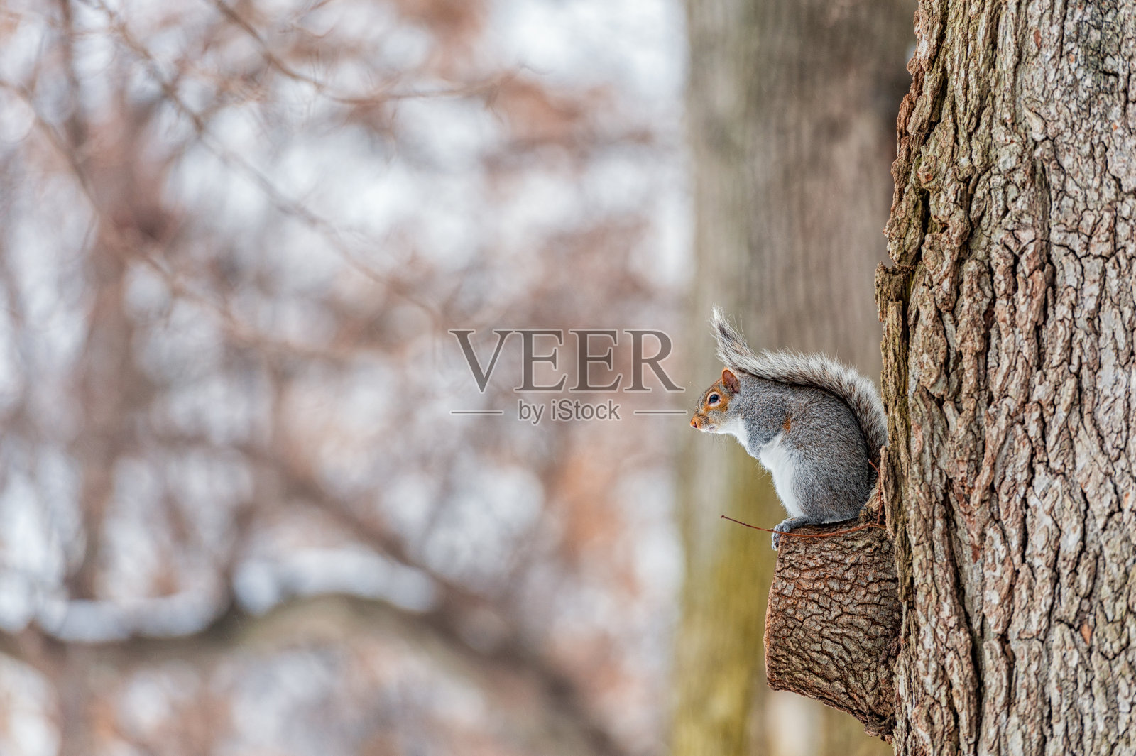 公园里的松鼠。寒冷的冬日。波士顿。麻萨诸塞州。美国照片摄影图片