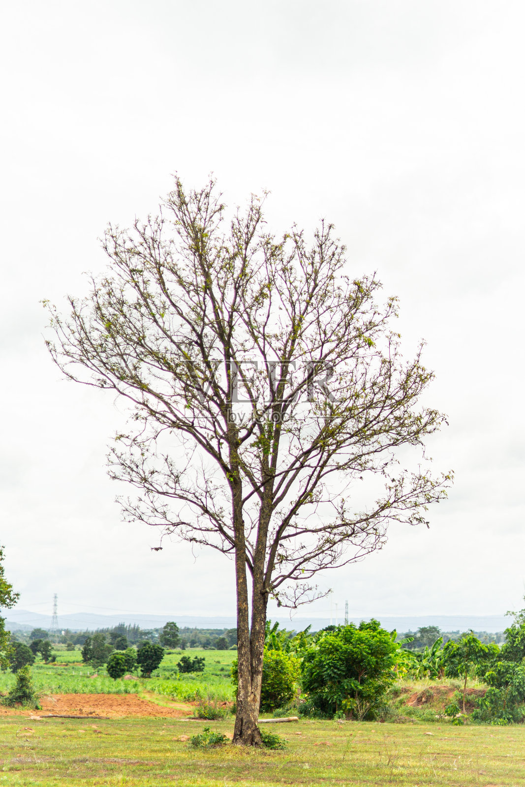 宽阔草地上孤独的大树照片摄影图片