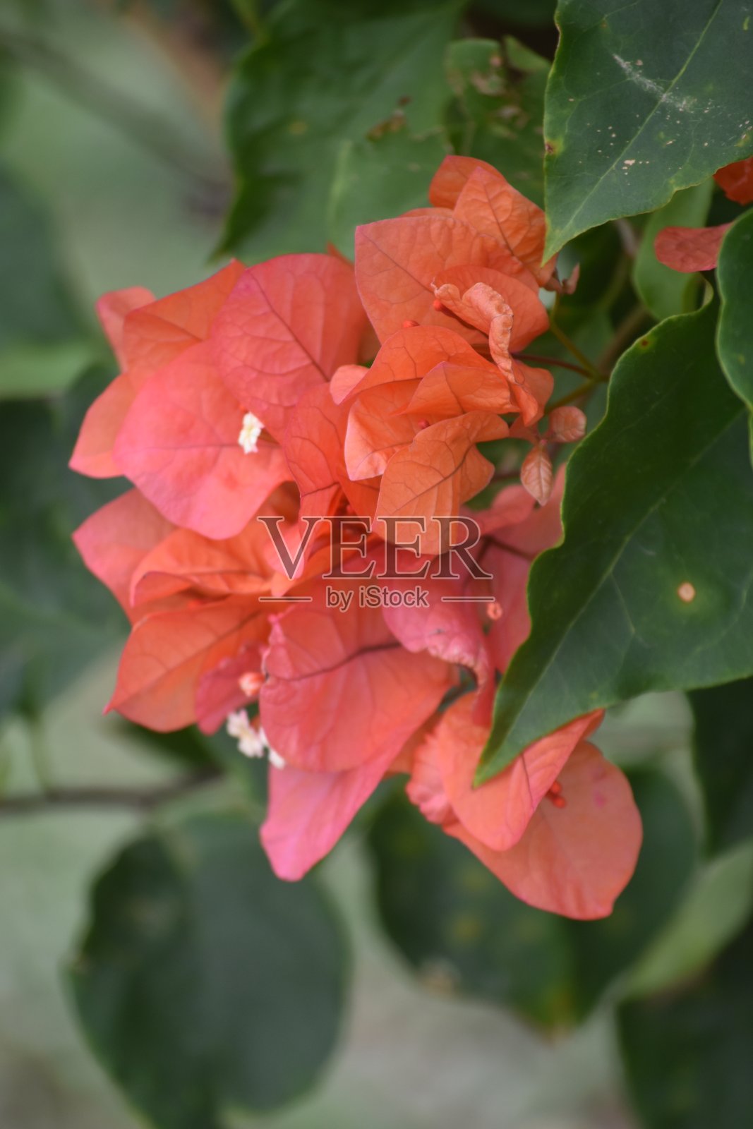 Bougenville花照片摄影图片