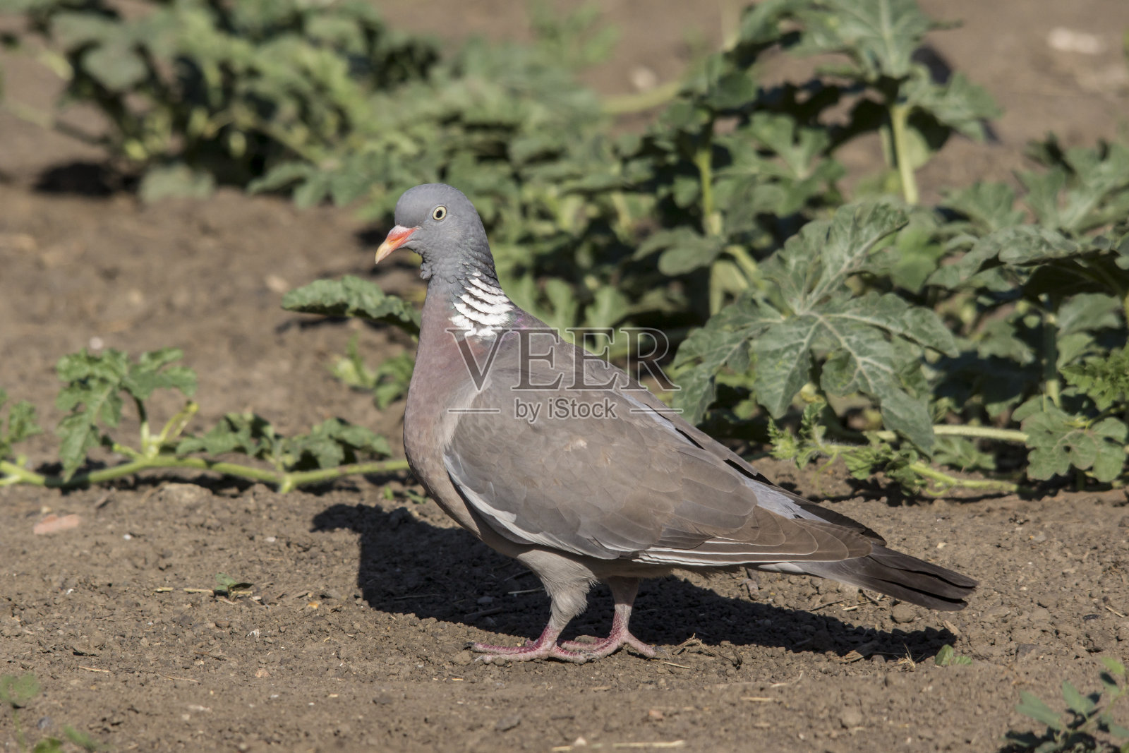 红鸽(Columba palumbus)照片摄影图片
