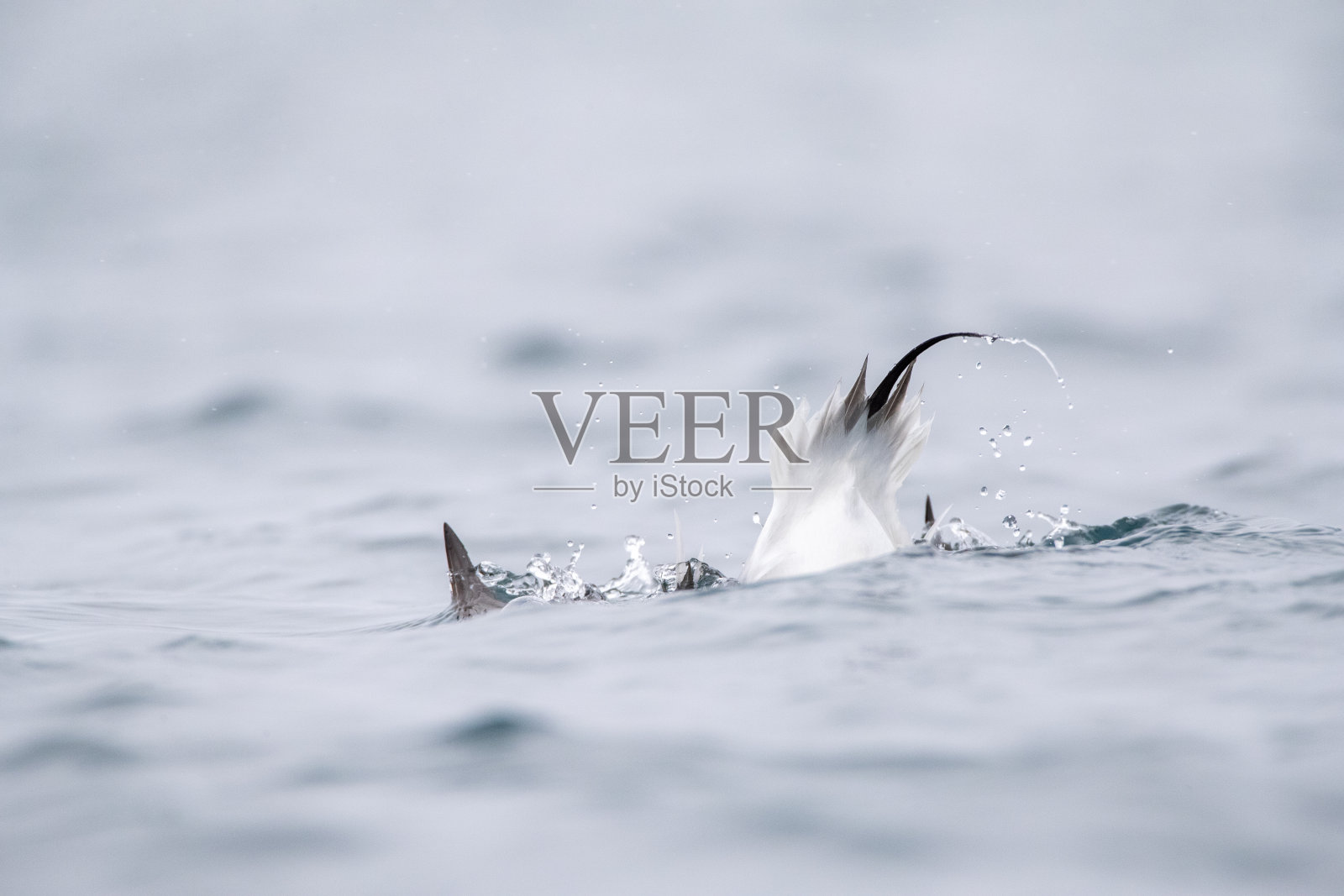 长尾鸭照片摄影图片